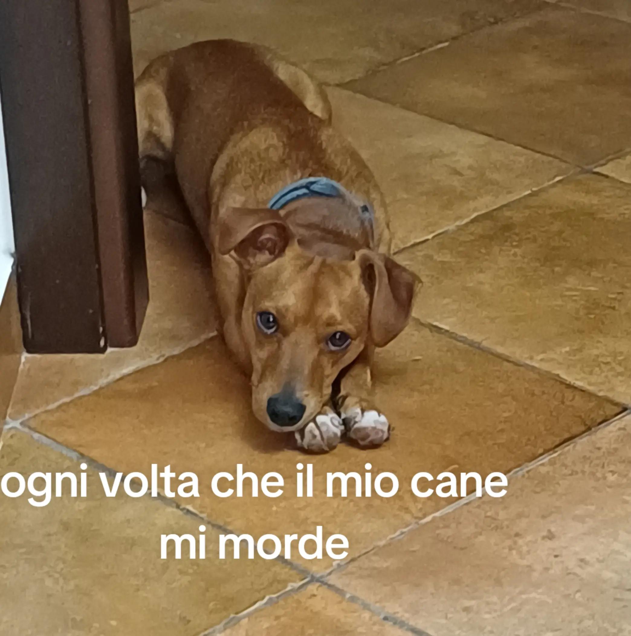 @Joy (Letizia Poma)