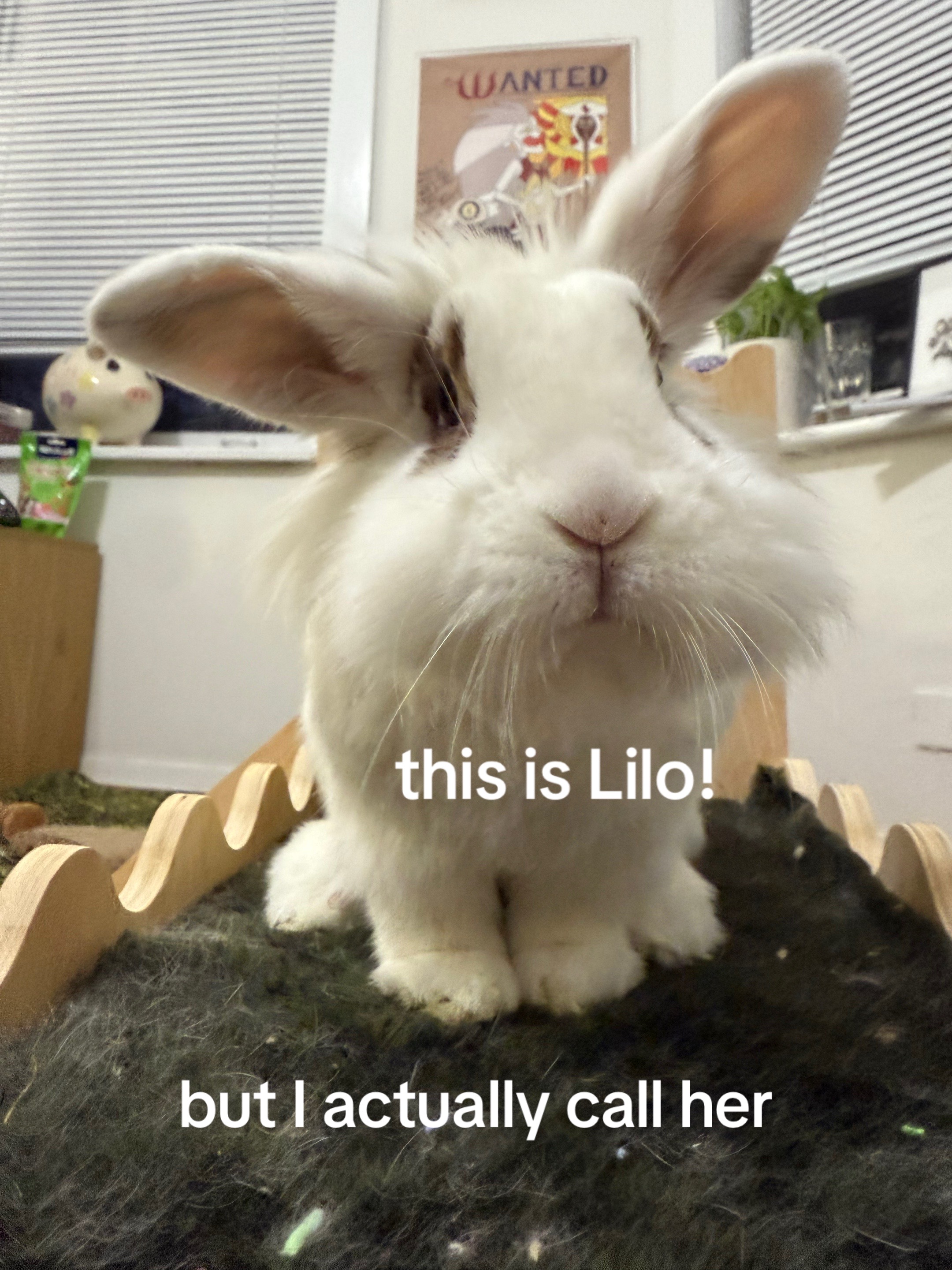 @Otis the Bunny