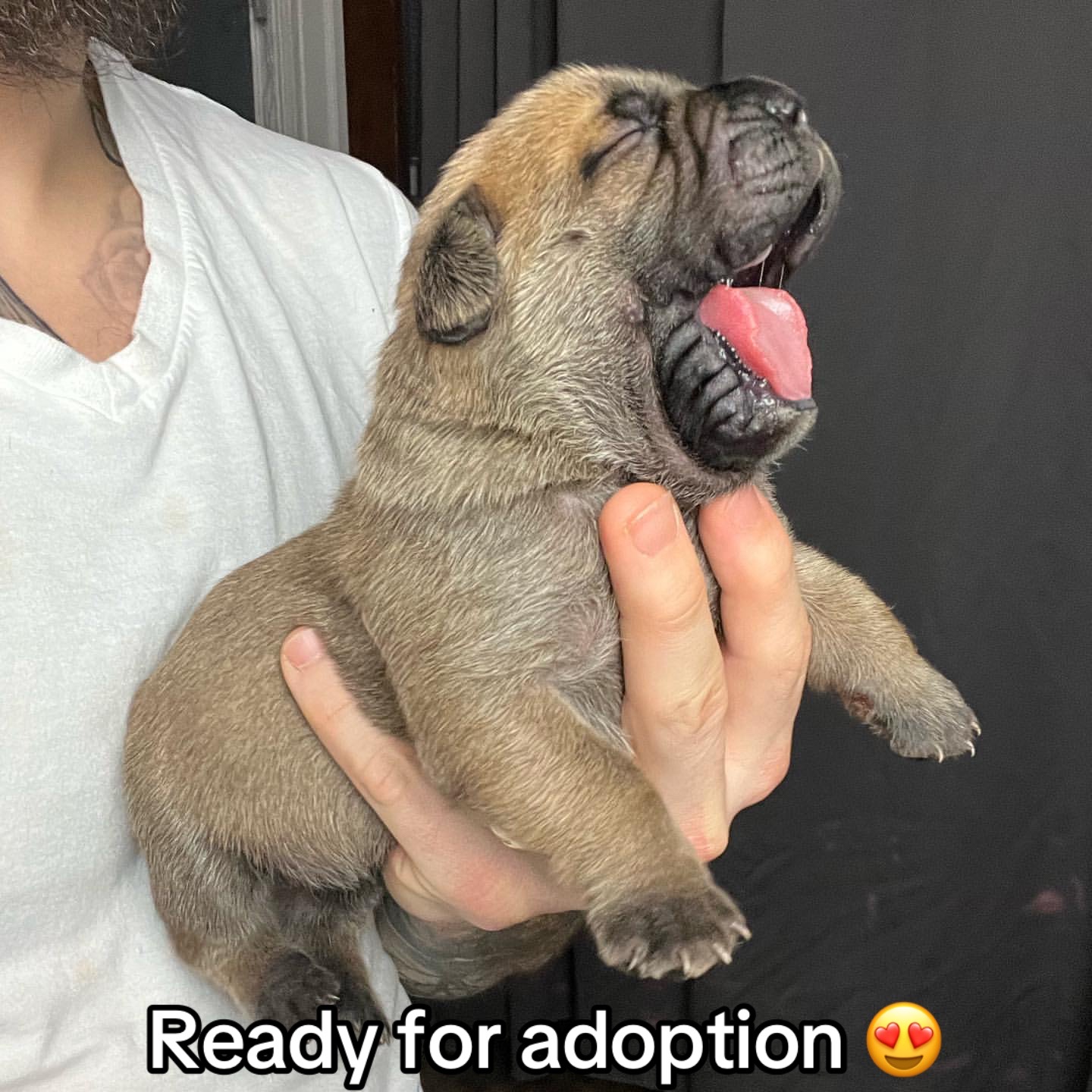 @CaneCorso
