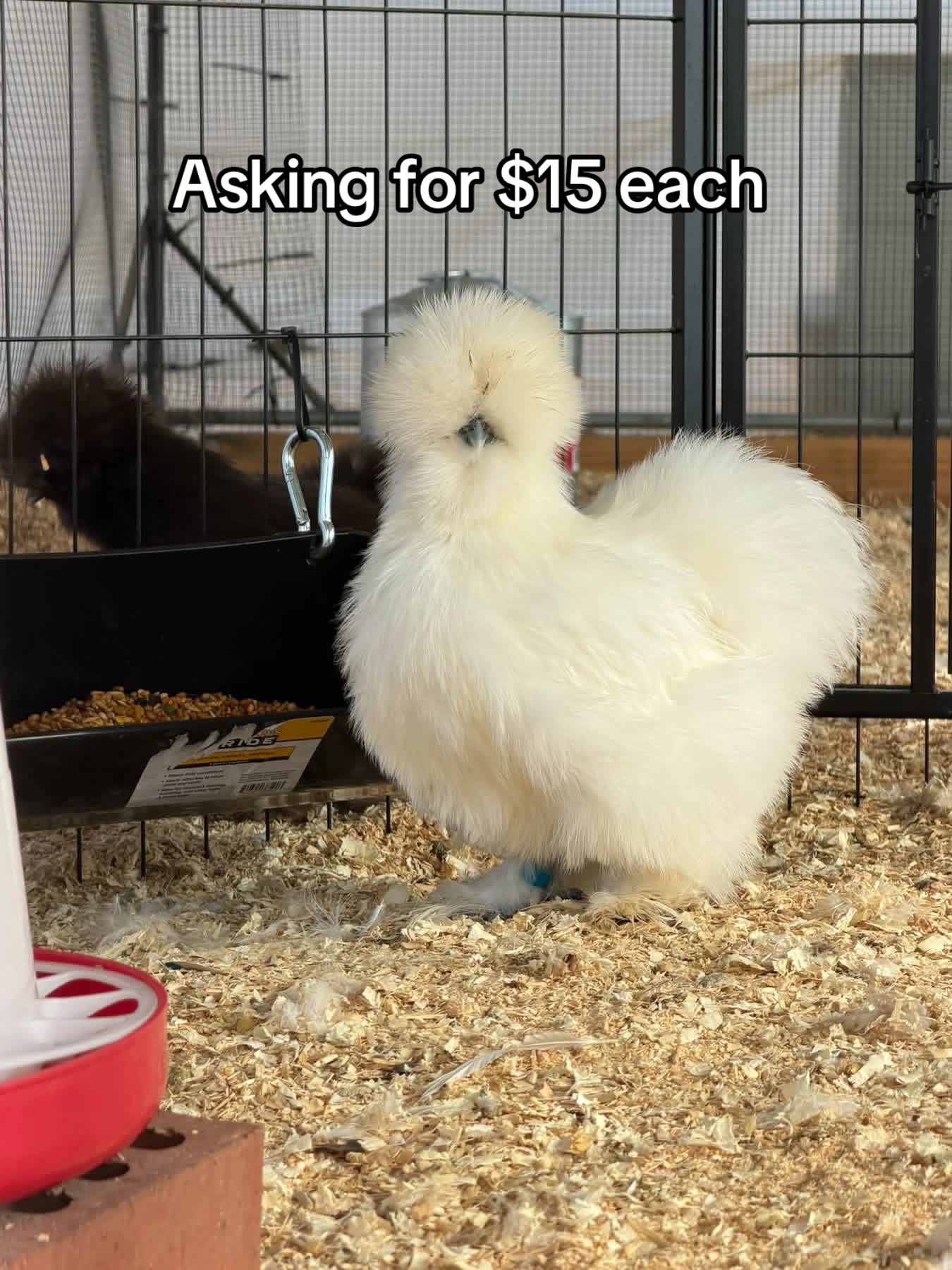 @Matthew’s Feathered Farm