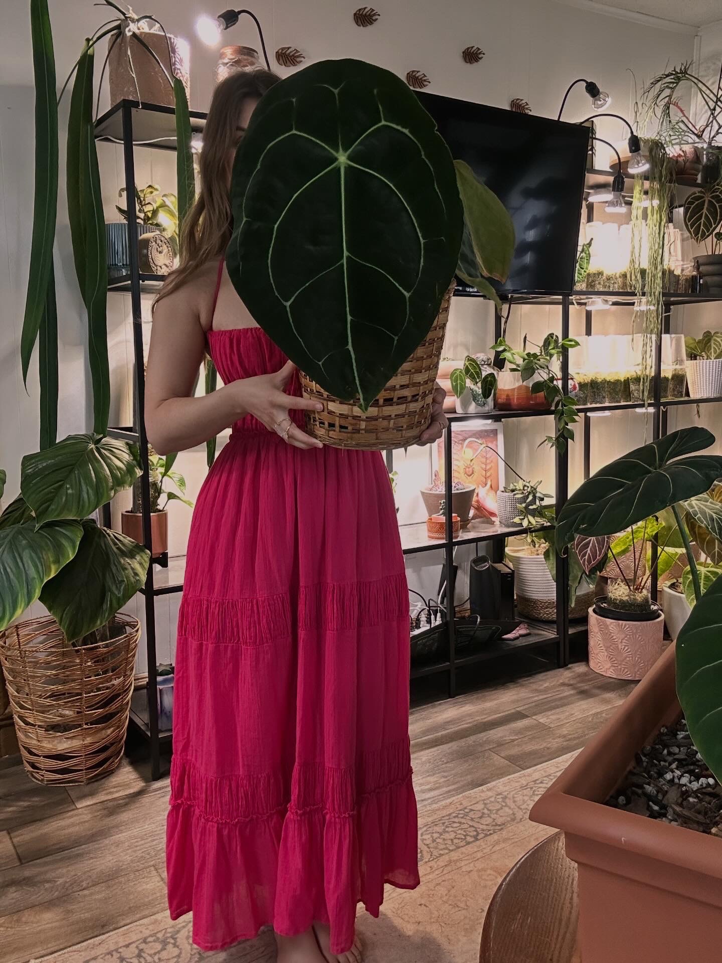 @theplantgirl_diaries