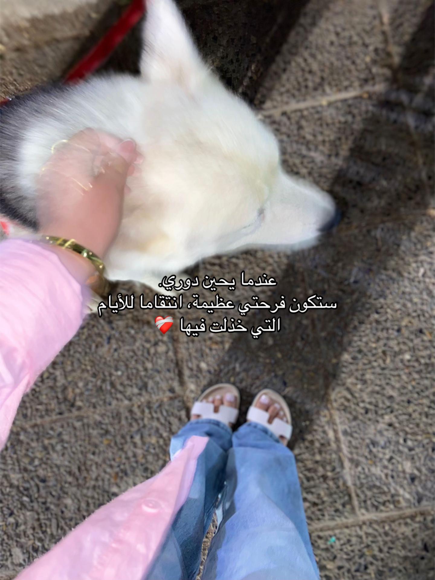 @🕊️