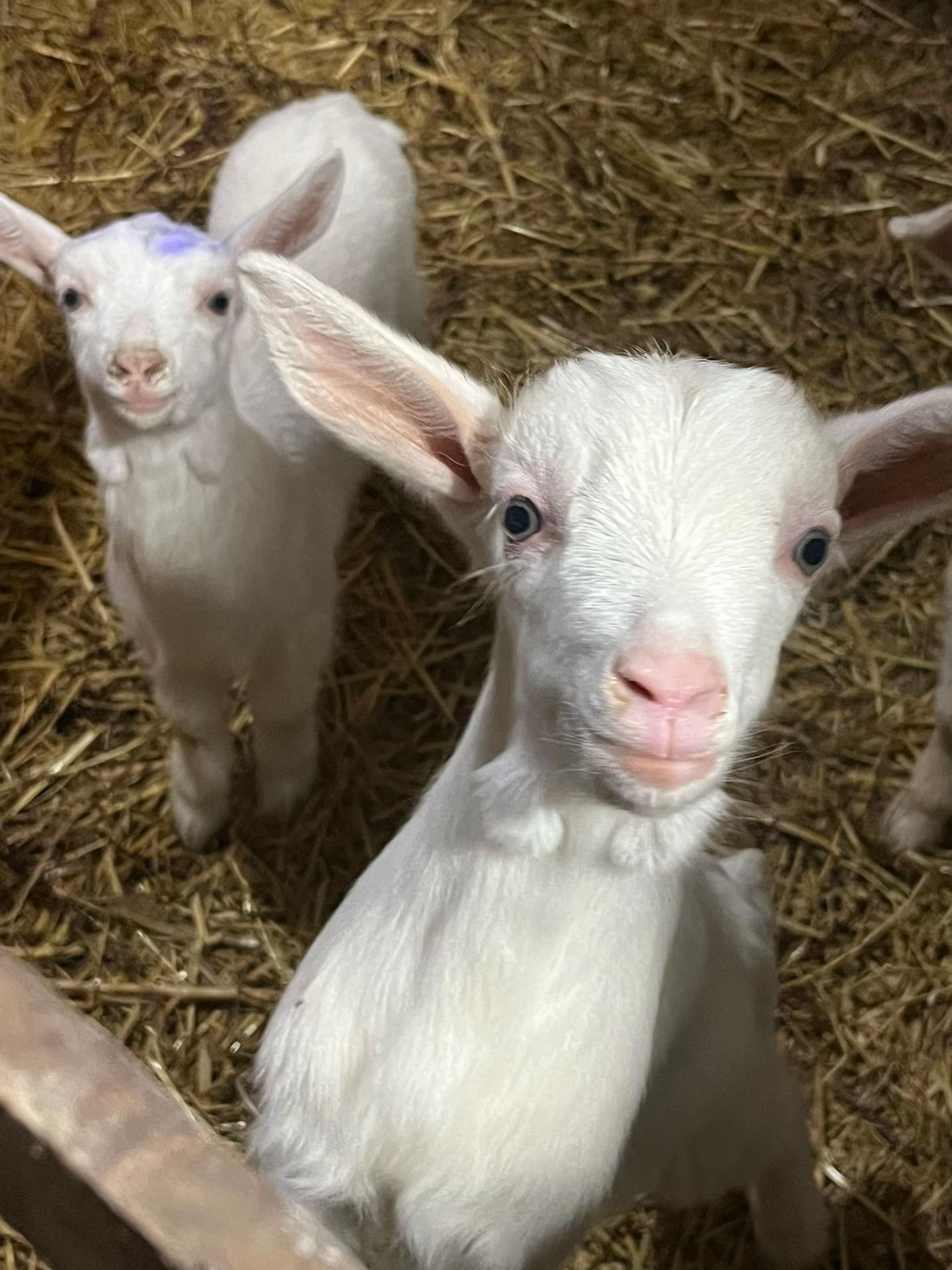 @Goat Farme🐐❤️