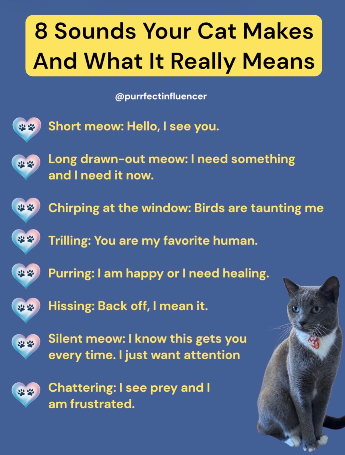 @purrfectinfluencer
