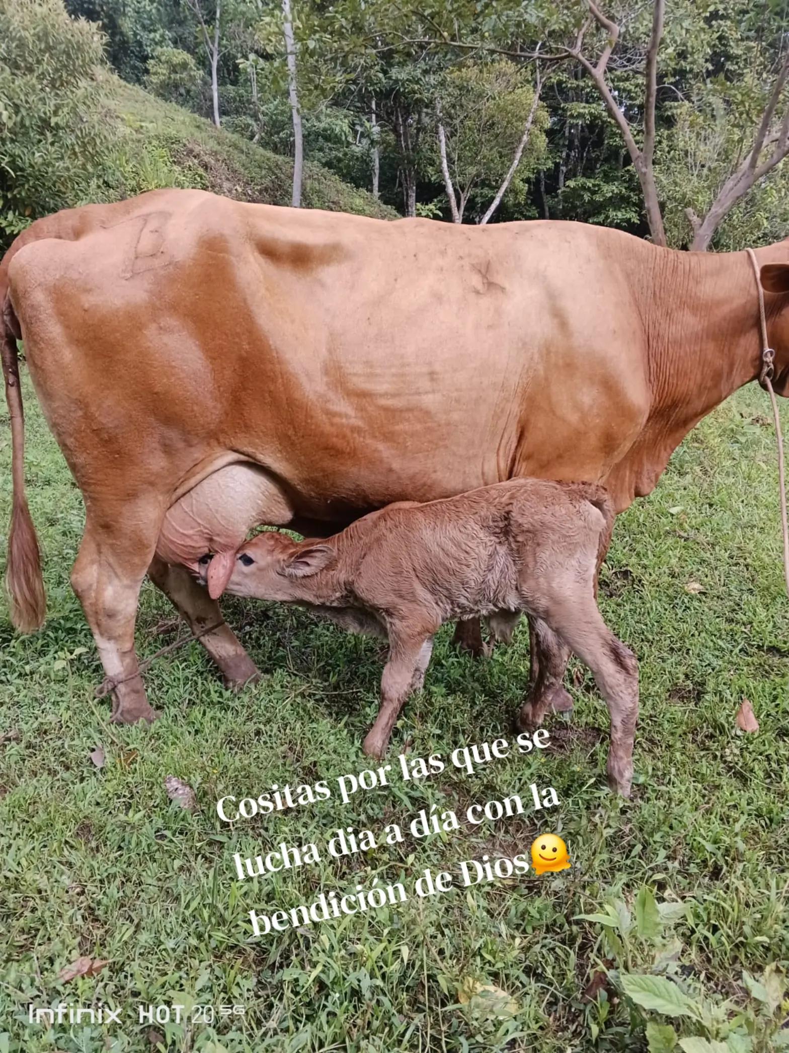@Řobleto+🐄/Rancho (🐎)+🤠