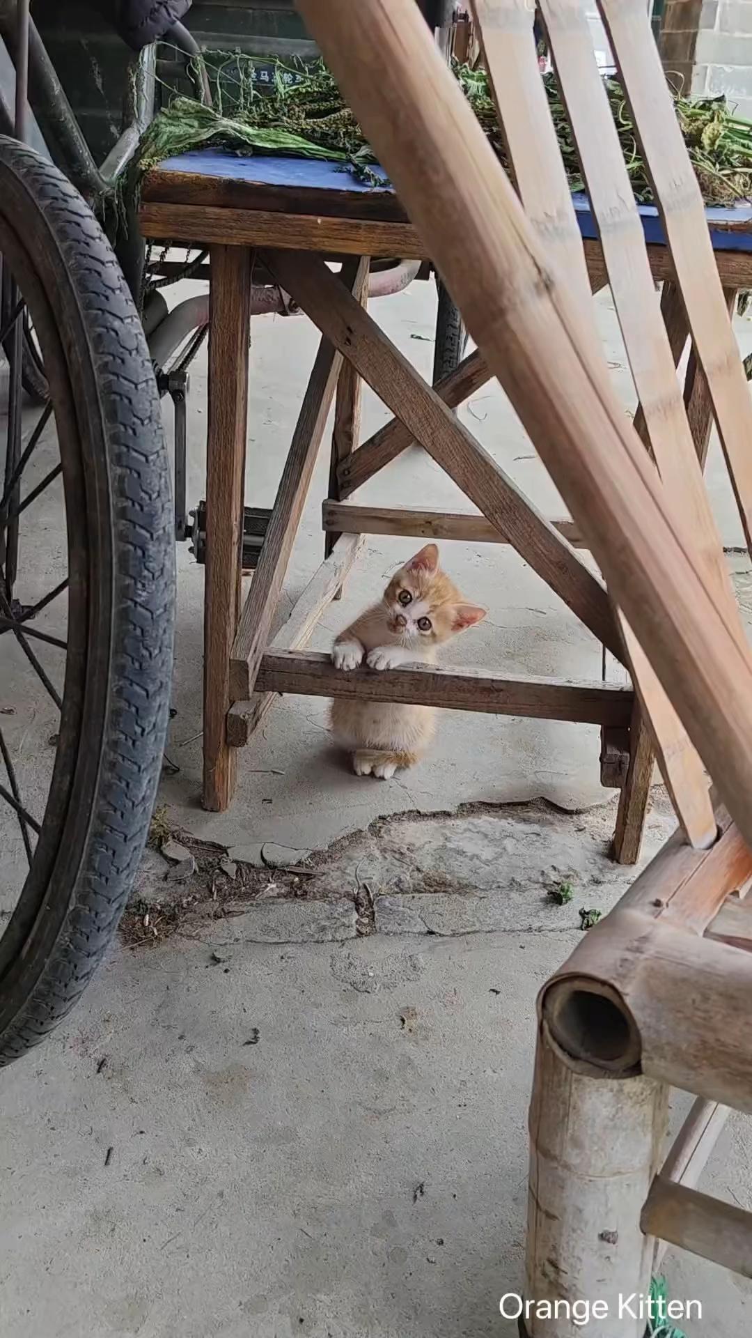 @Pawsfull.ASMR