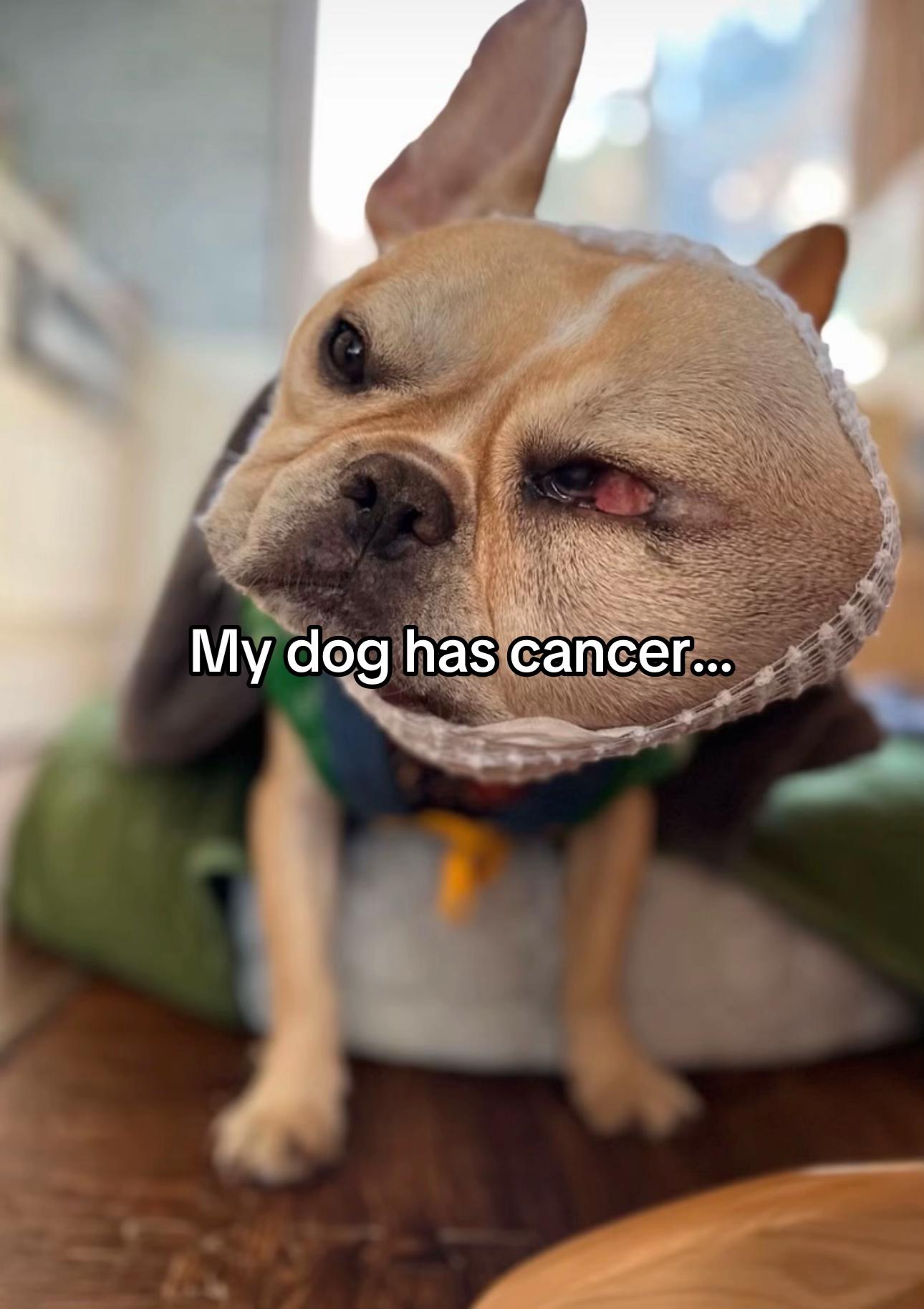 @Surgery for Lucy0