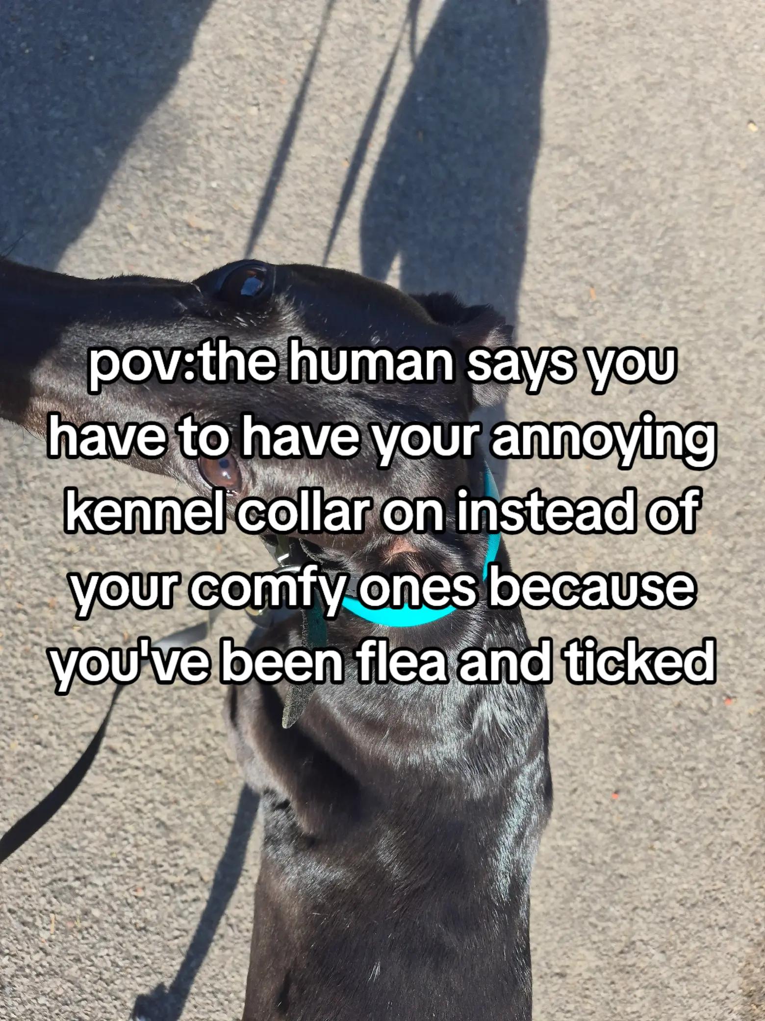 @xena
