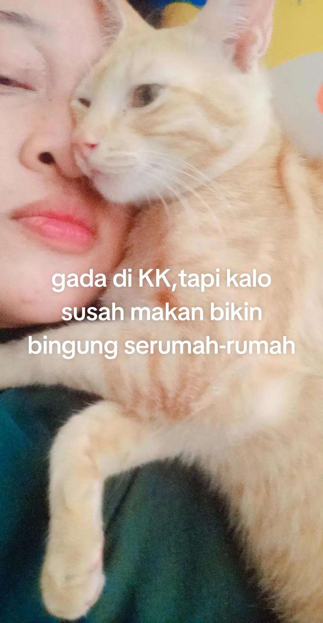 @Hachi