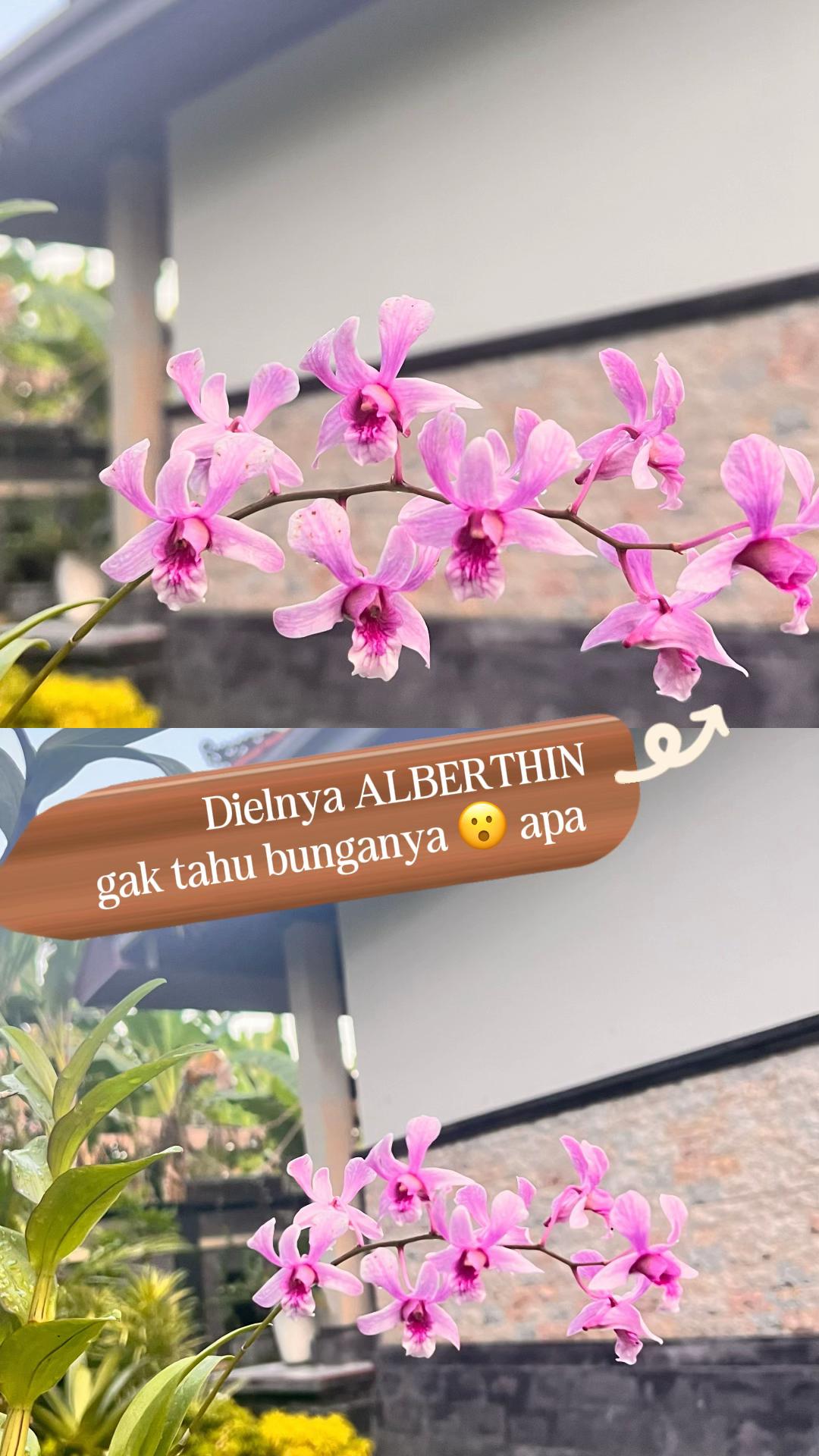@i Gede