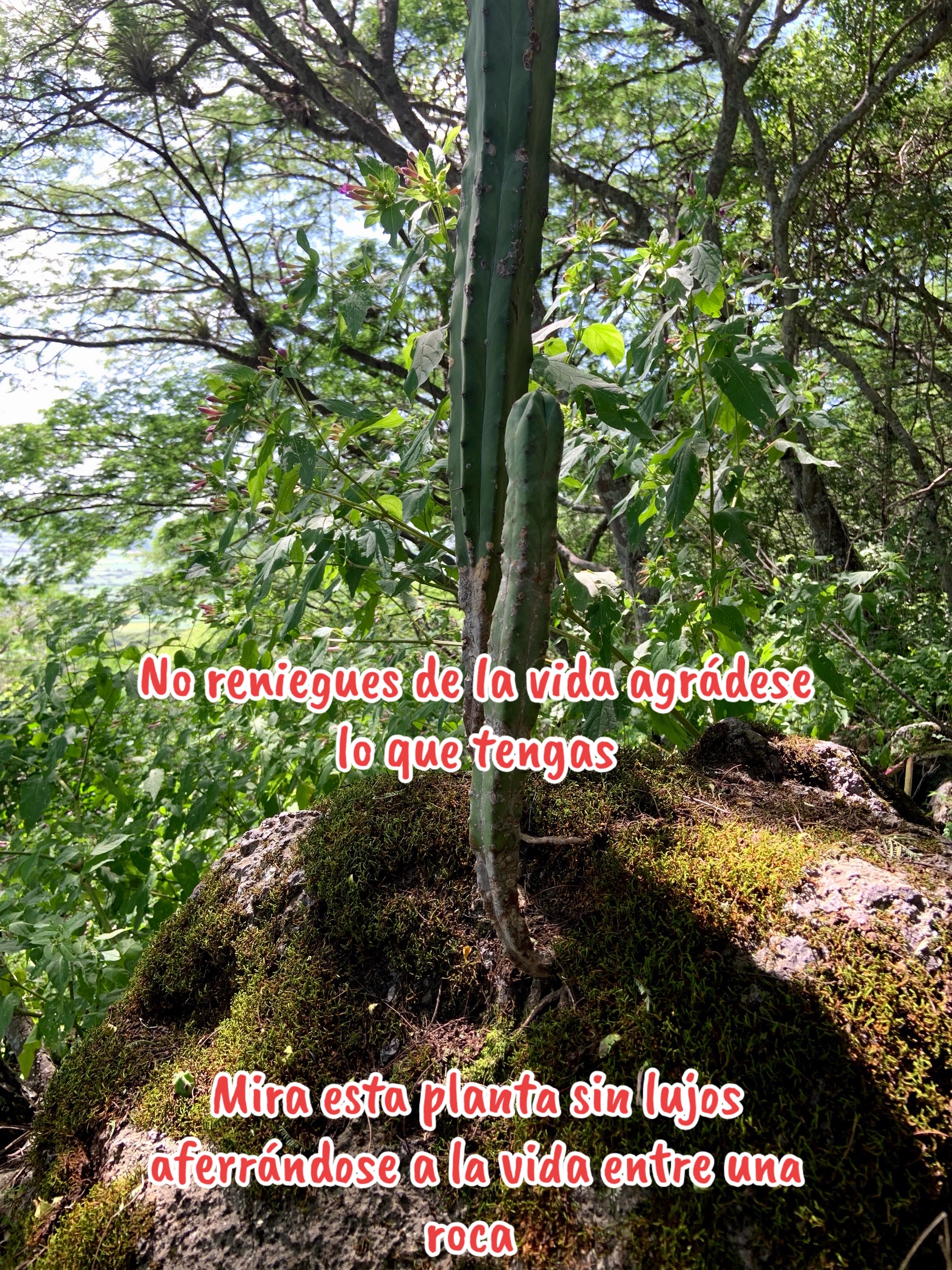 @Antony Saavedra