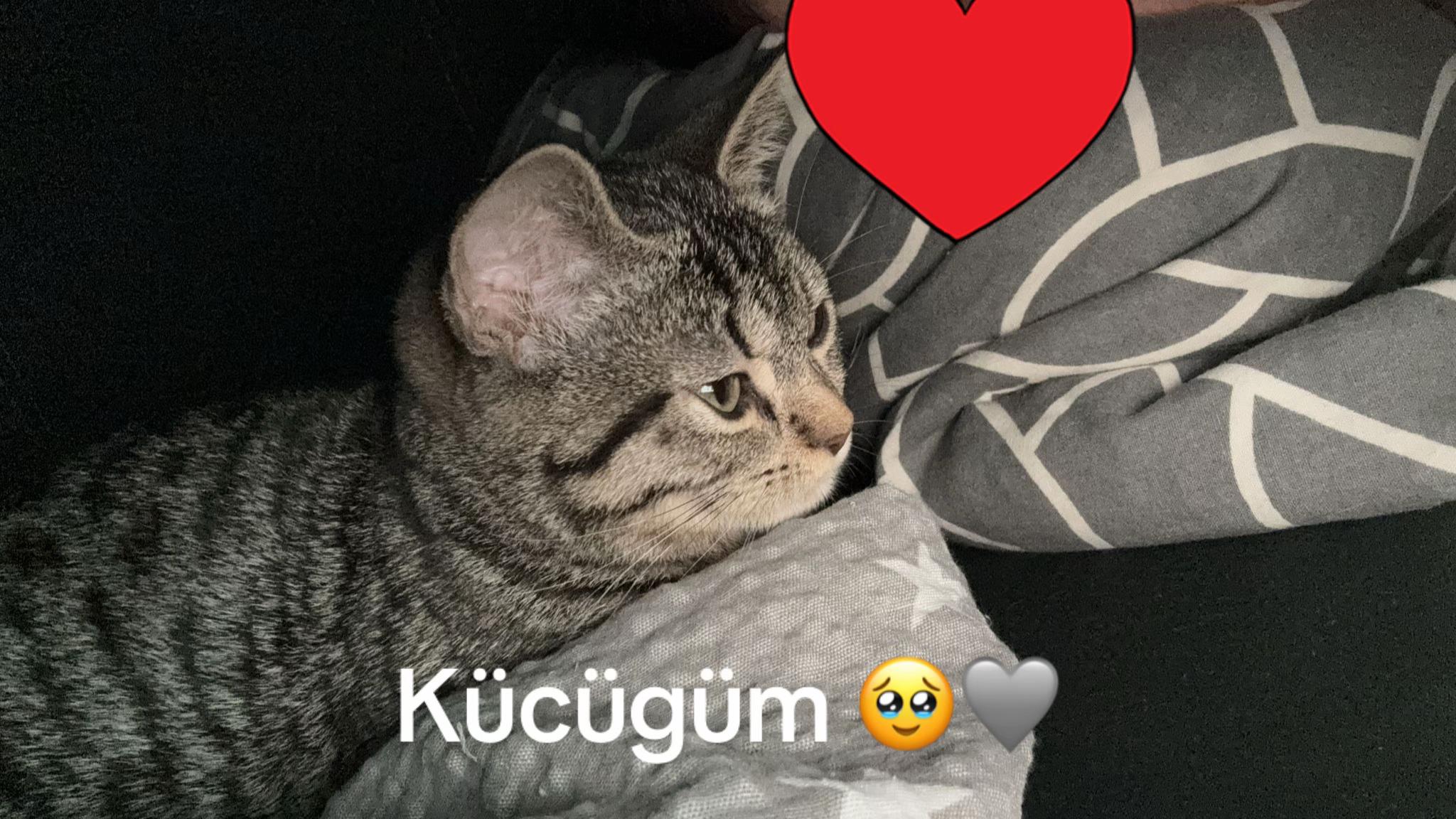 @🐾MILKAM🖤WHISKEYM🩶🐾A❤️🫂