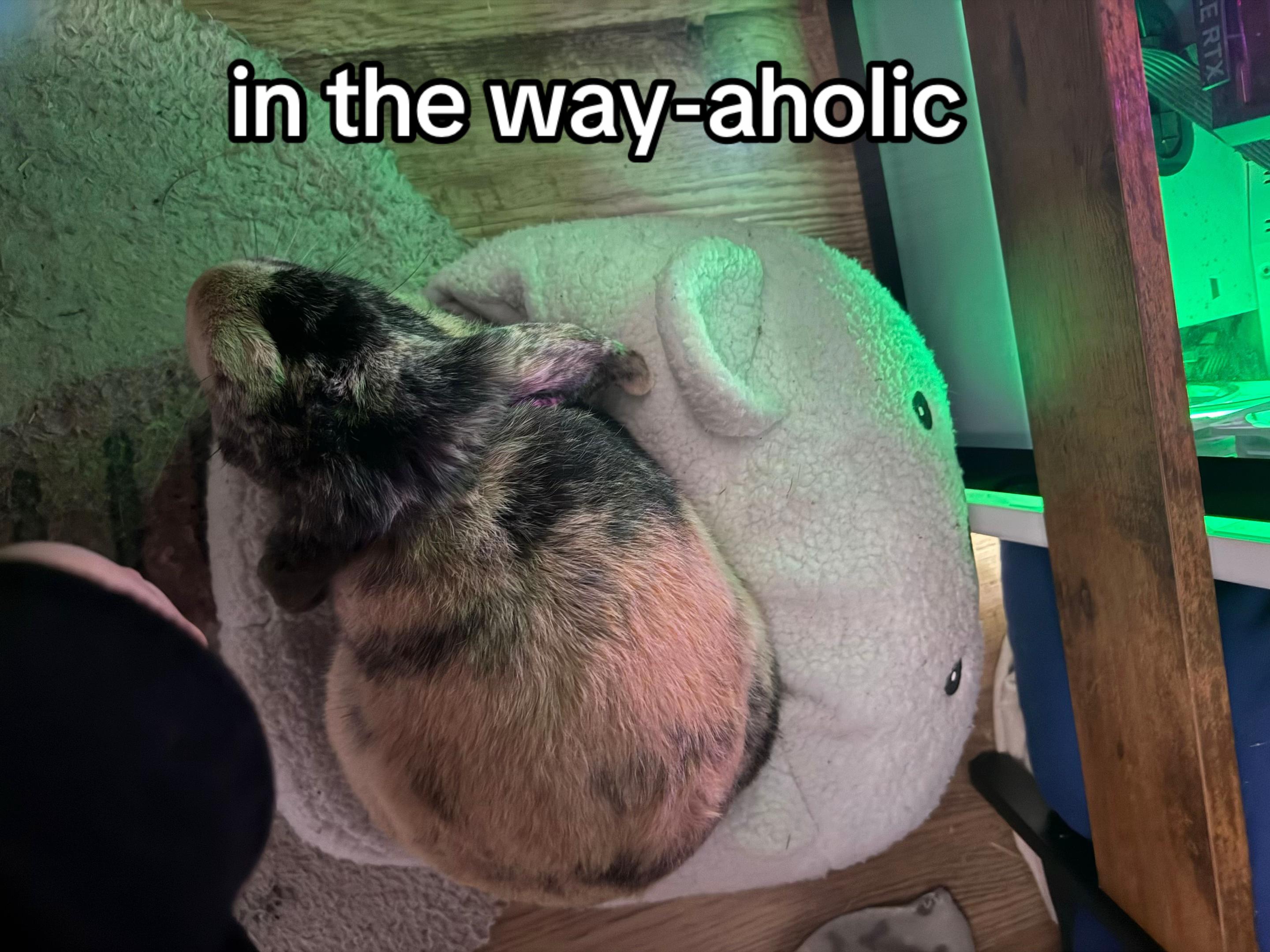 @Vexatiouus