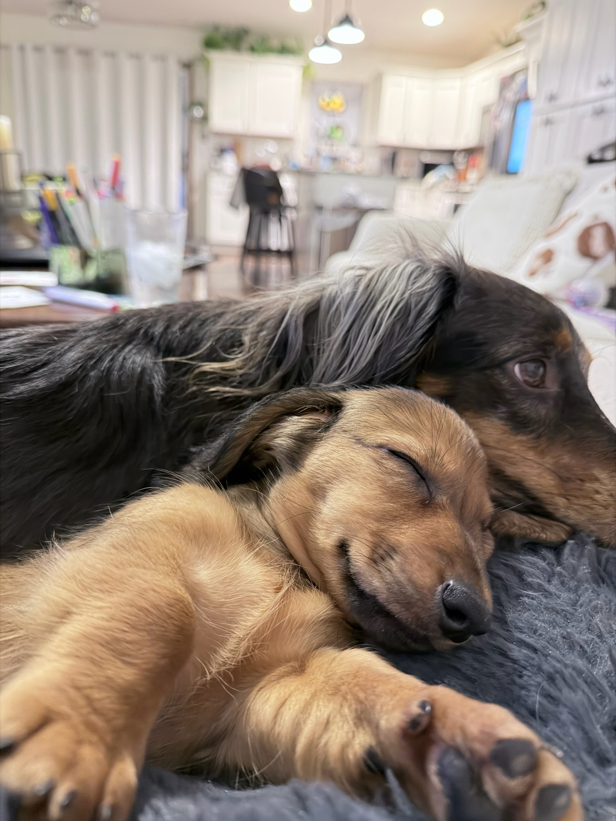 @House of Glizzy: Gus & Reino🐾