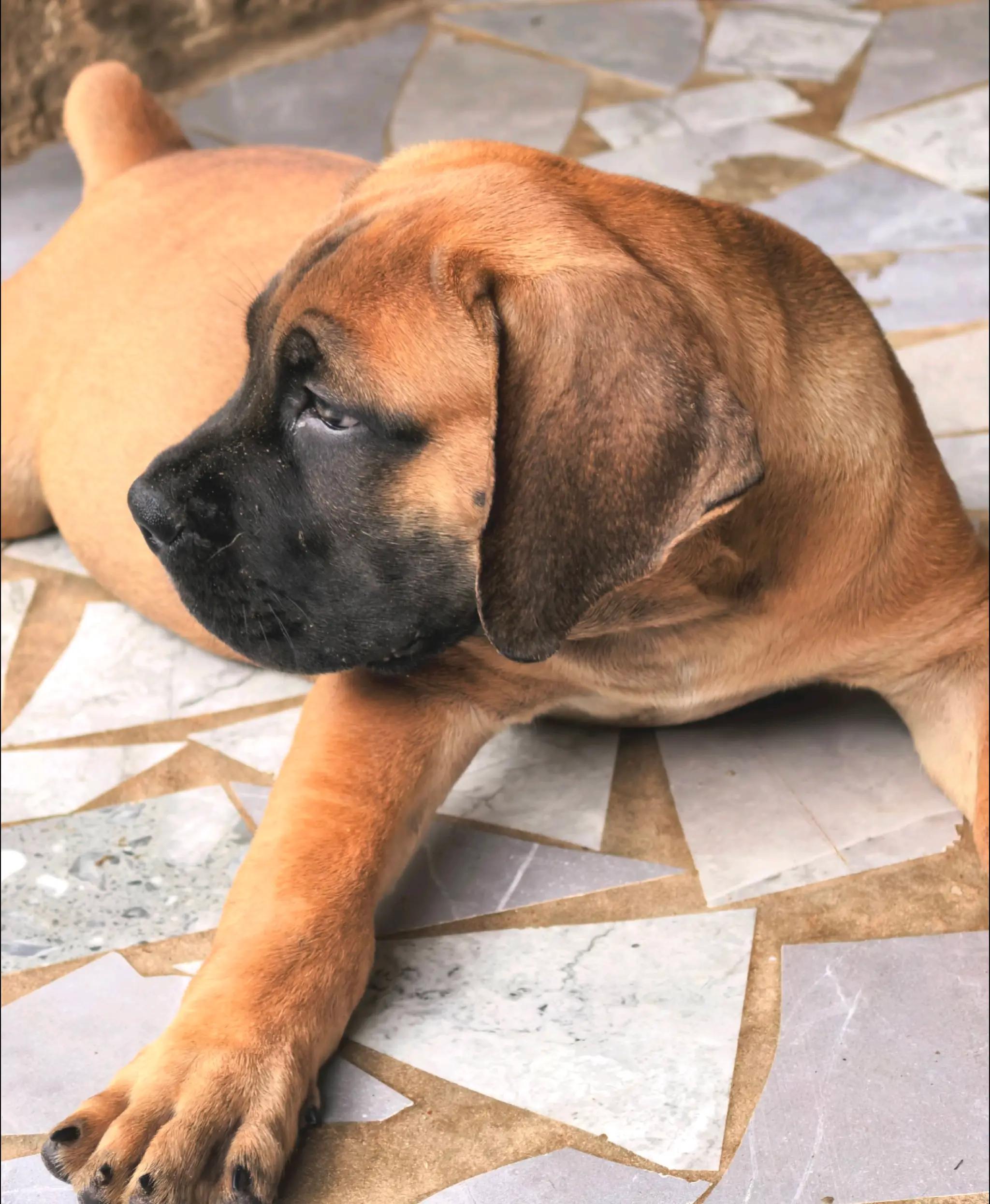 @Irie Boerboels Sn