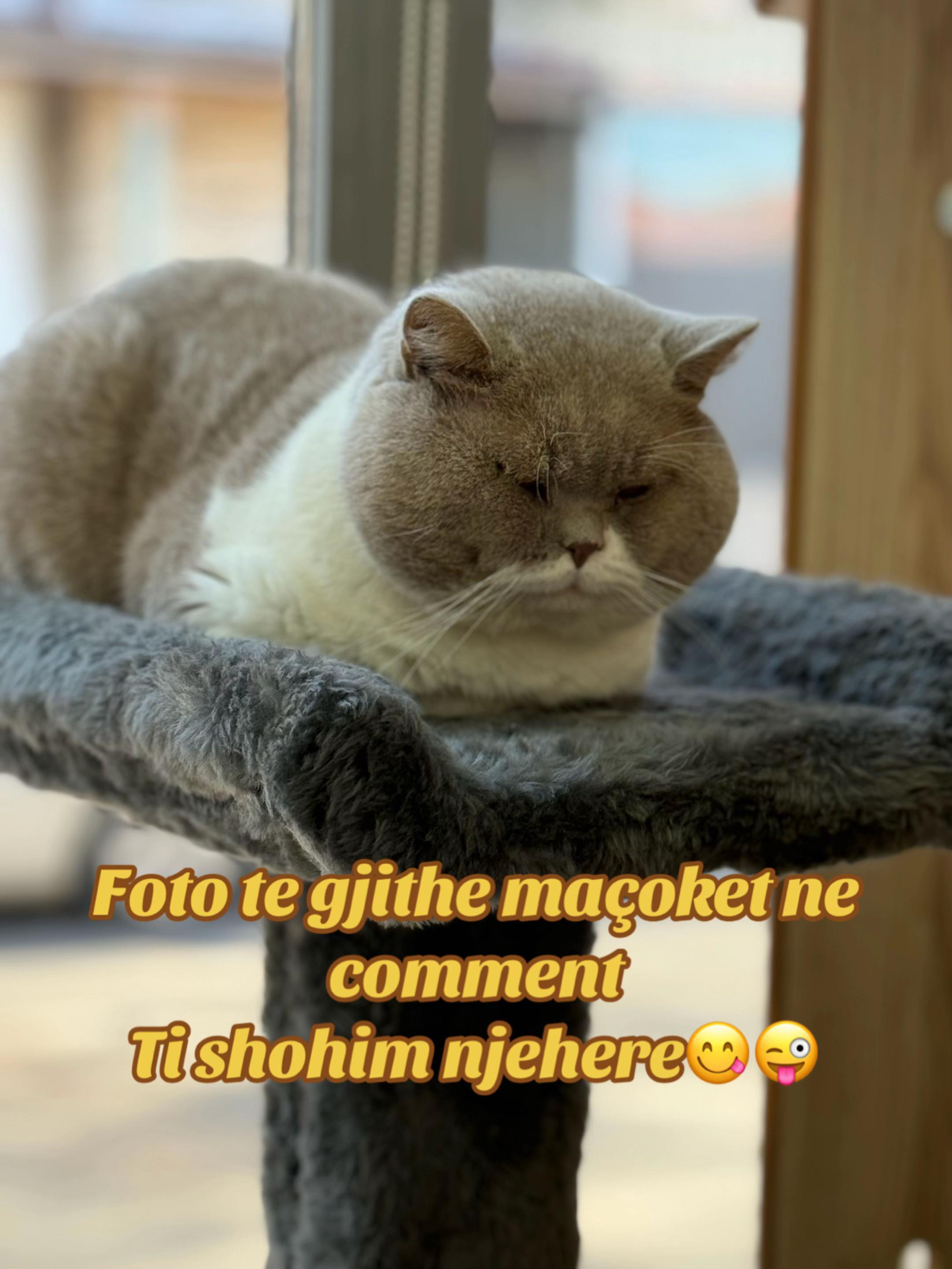@Lako&rsquo;s_british_cattery