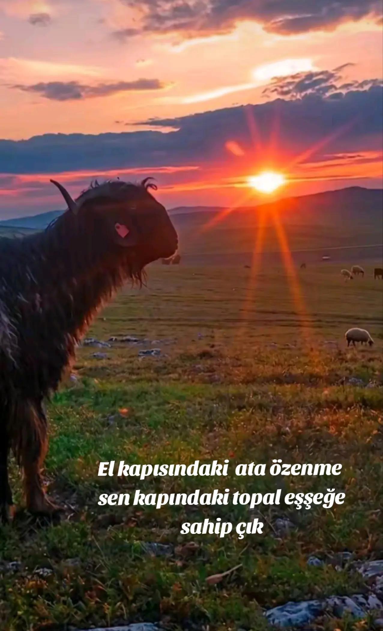 @Ebubekir Kılıç