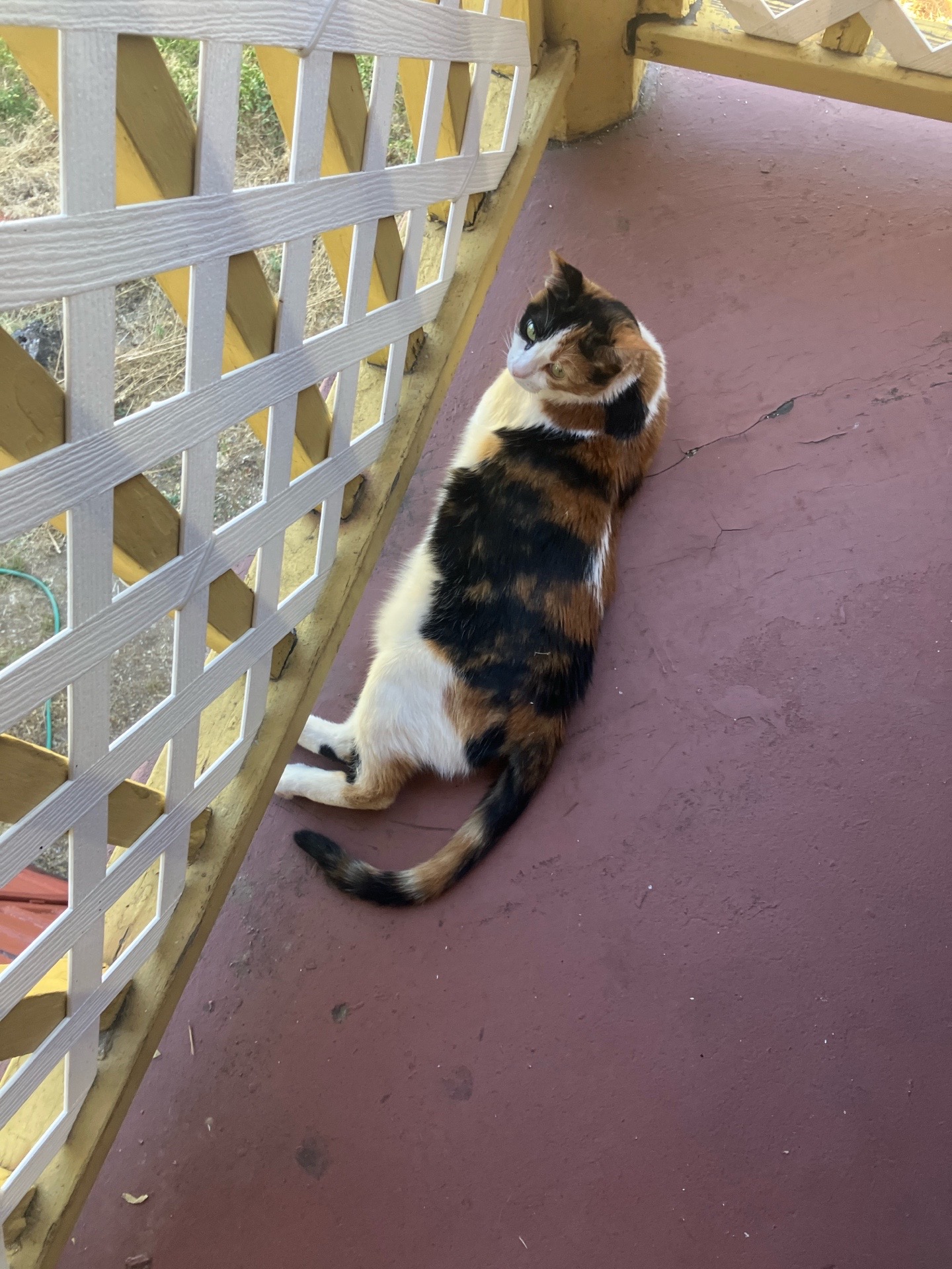 @sweetiethecalicocat