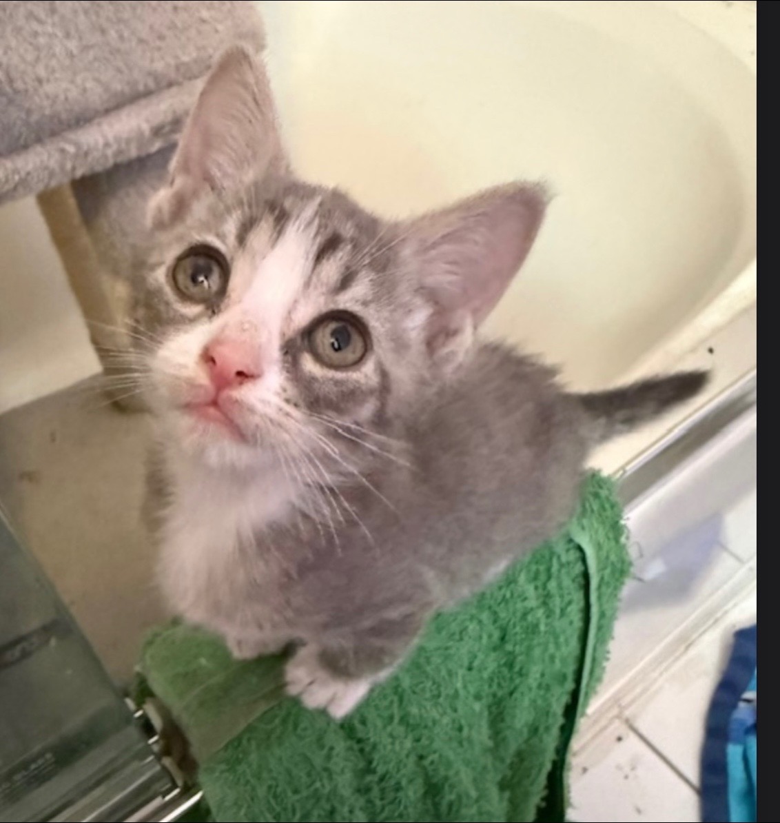 @Fancy Cats Rescue Team