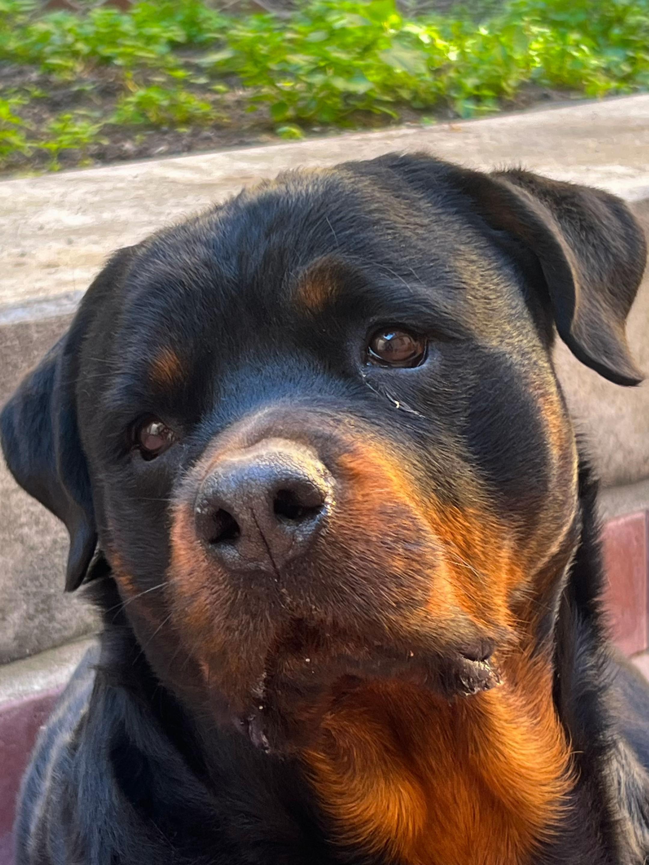 @Tutti pazzi per Ciro il rott