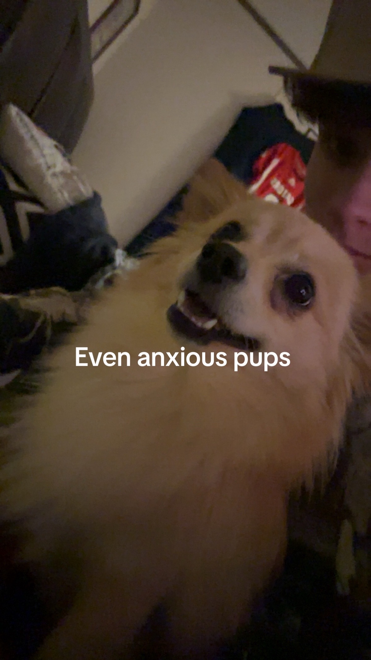 @koda_not_cool