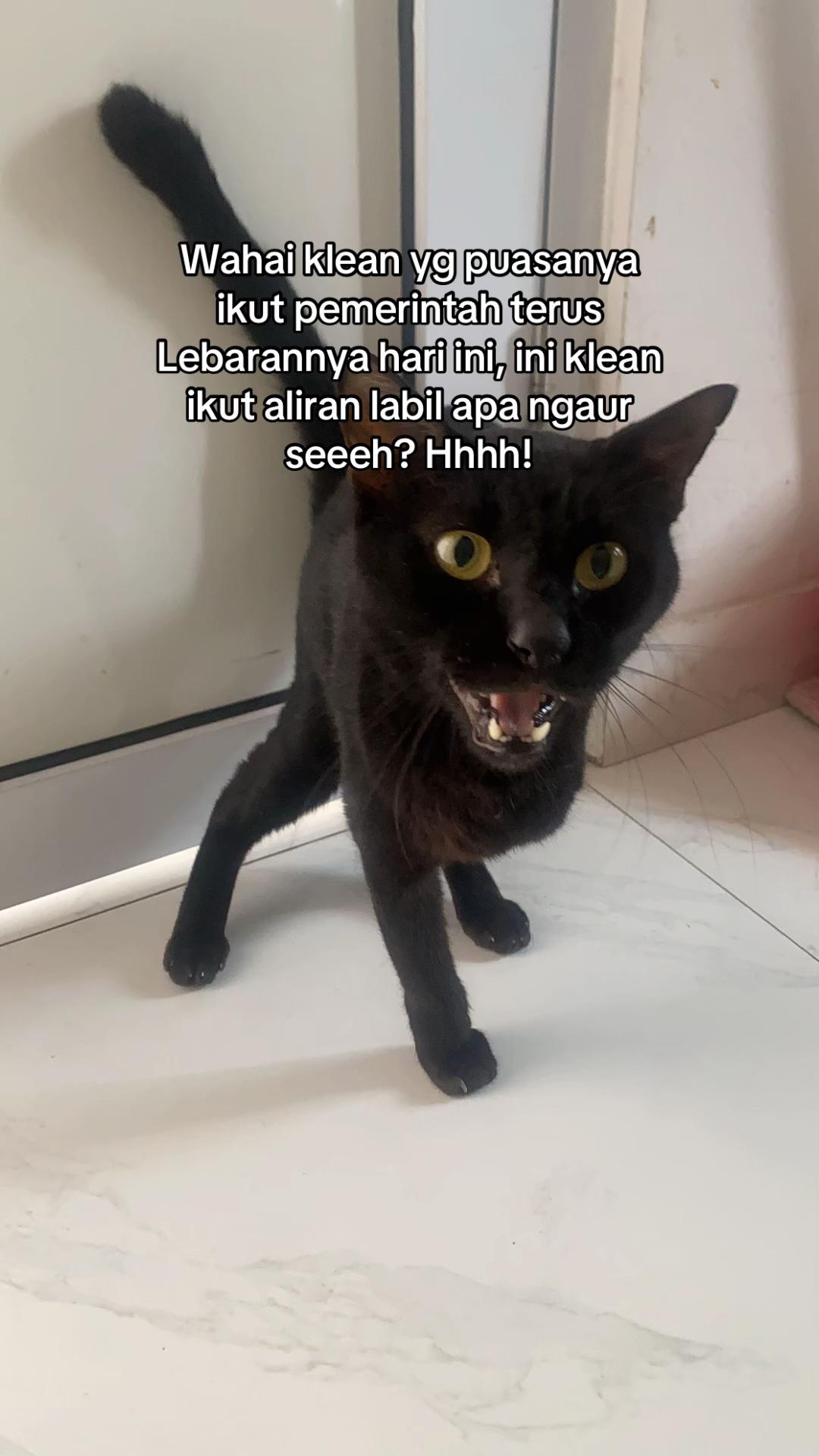 @Haqhaqcatsnfams