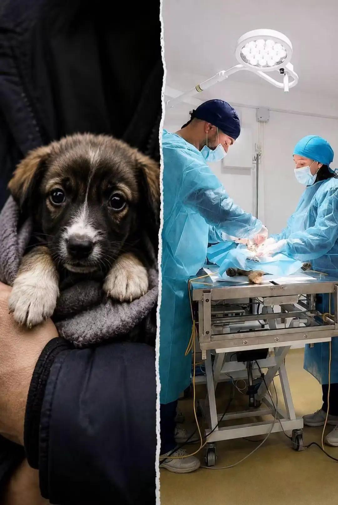 @Happy Paws Germany