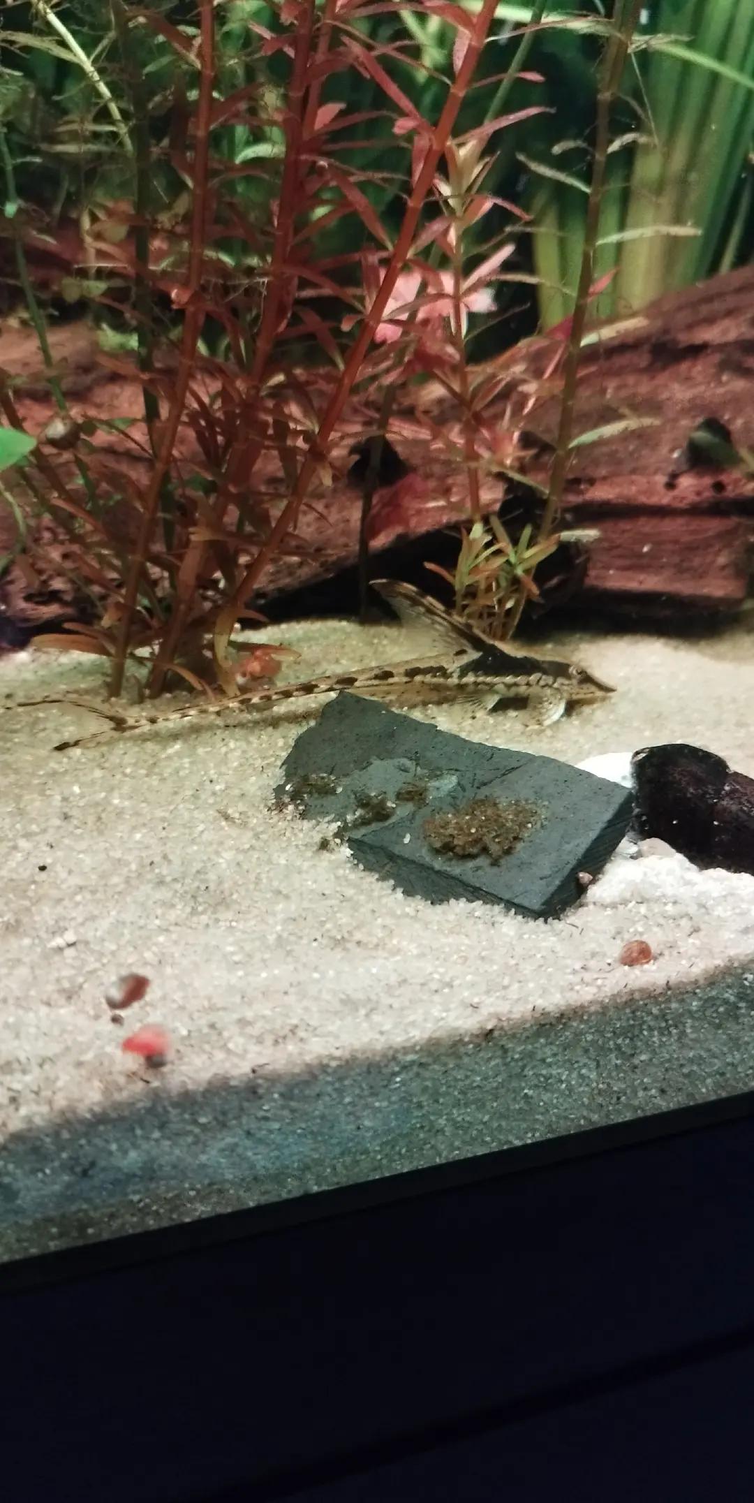 @Joker,s Aquarienwelt