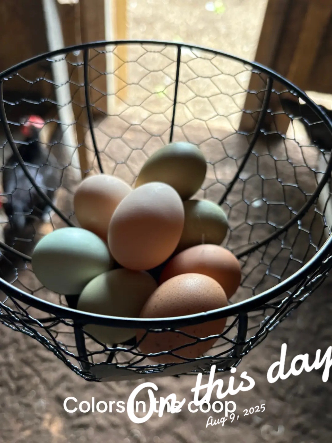 @Amy Jo | Eggnigma Holler 🐔