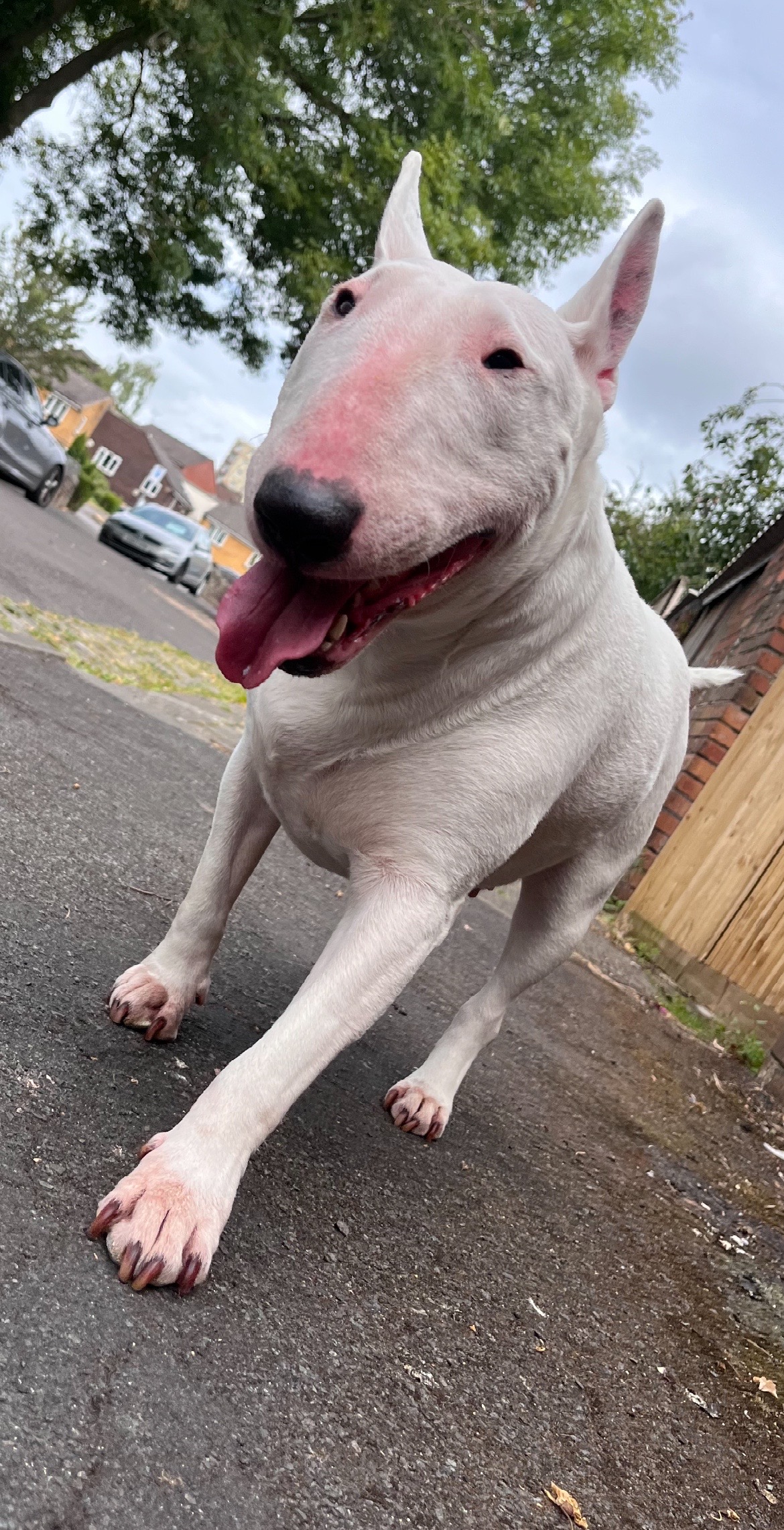 @BullTerrierlove Baby Bella