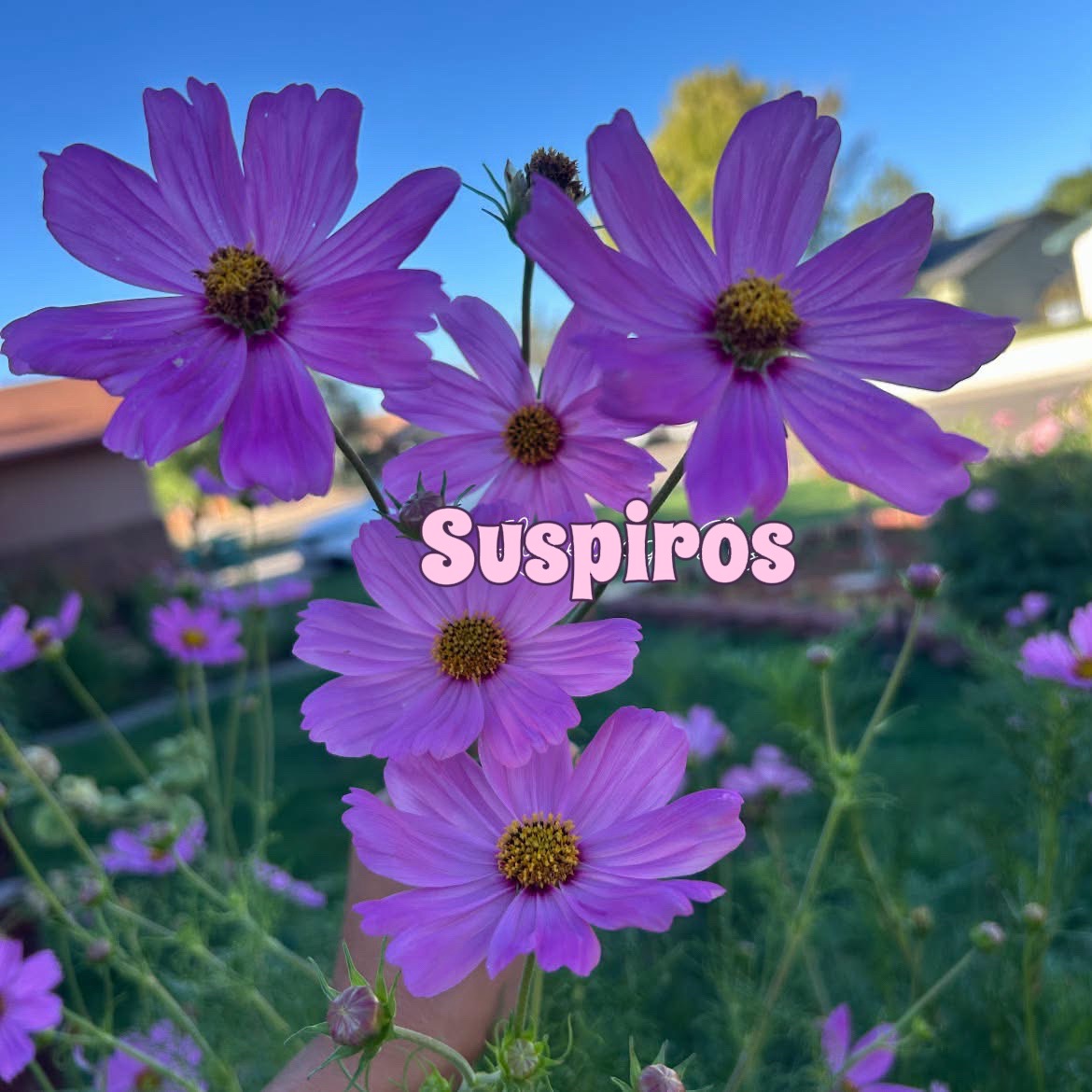 @Puras fotitos