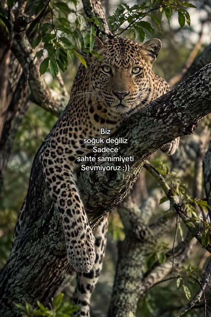 @🐆