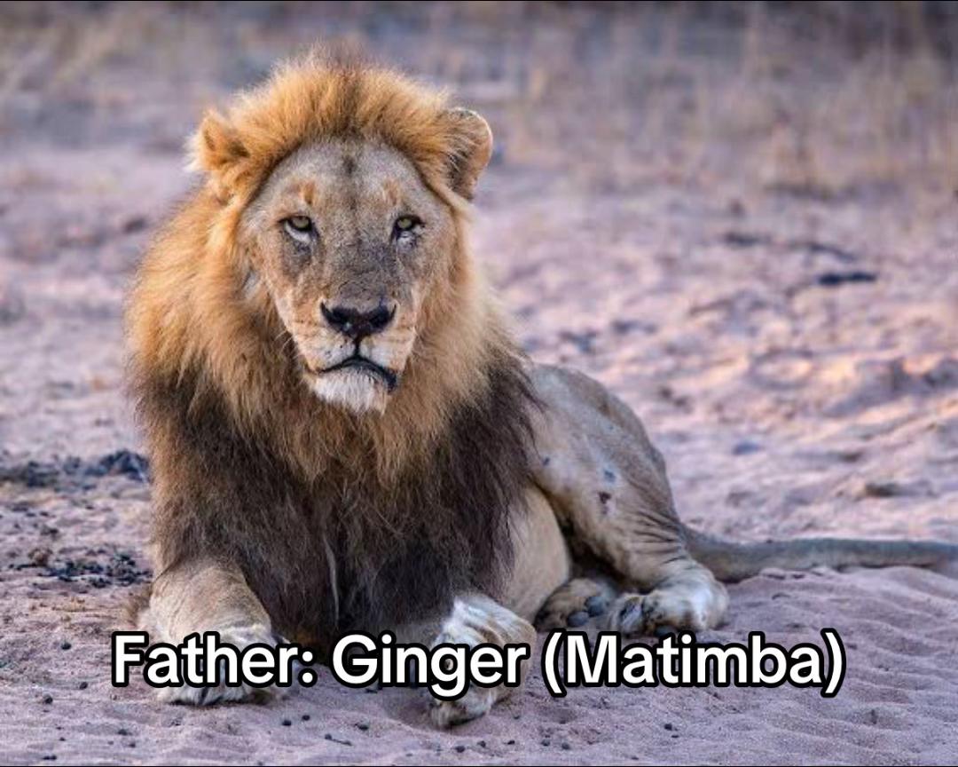@Nai | LION EXPERT 🌍