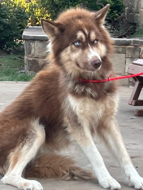 @SHARPofNY SiberianHusky Rescue