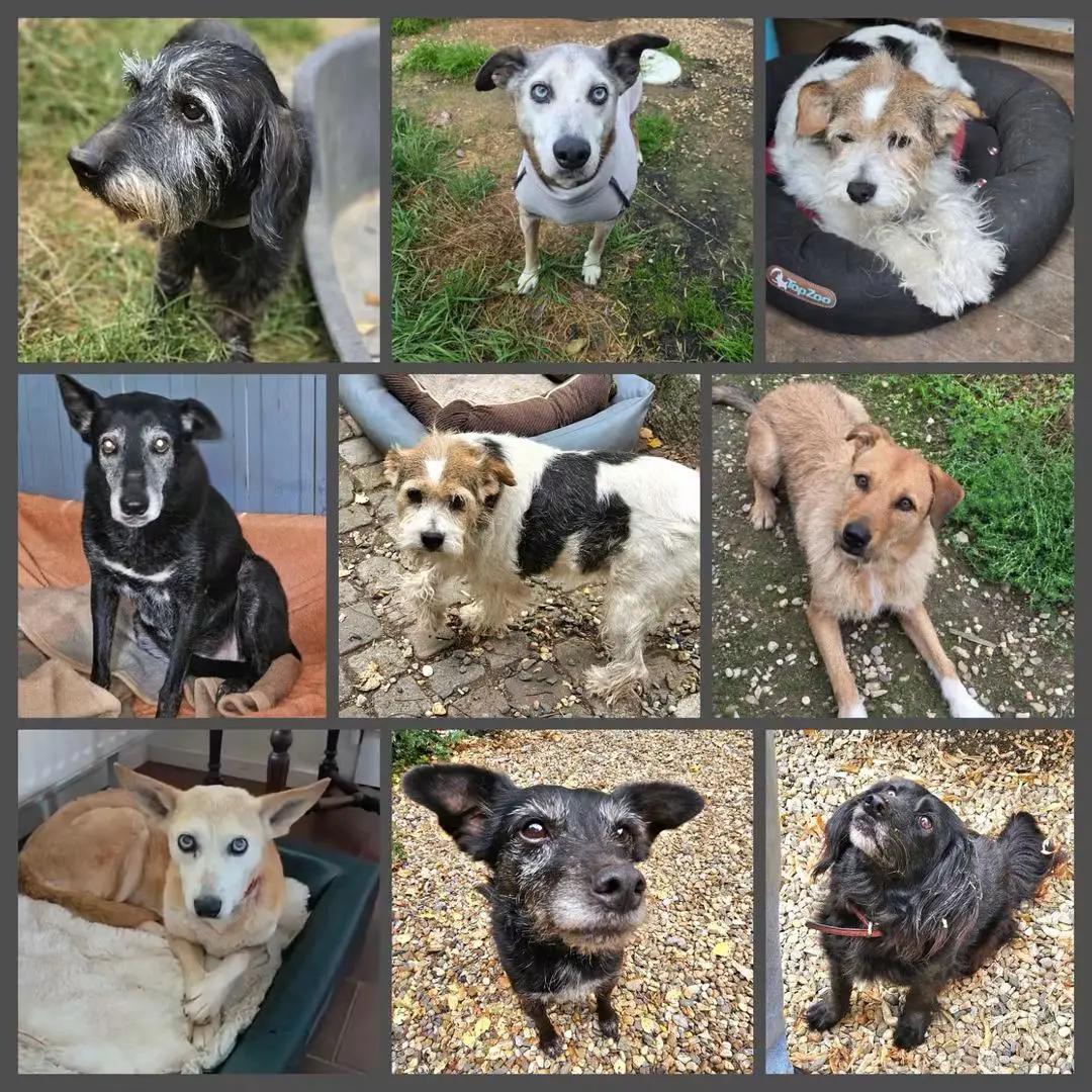 @Happy Paws Germany