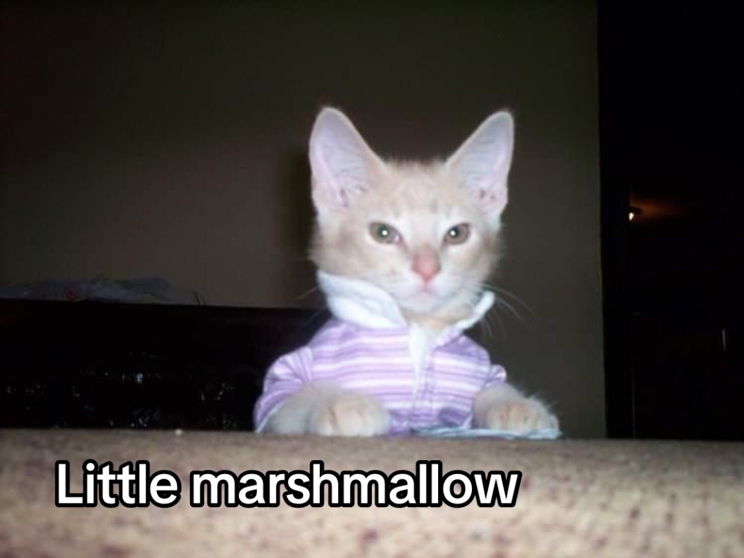 @Marshmellow🩵