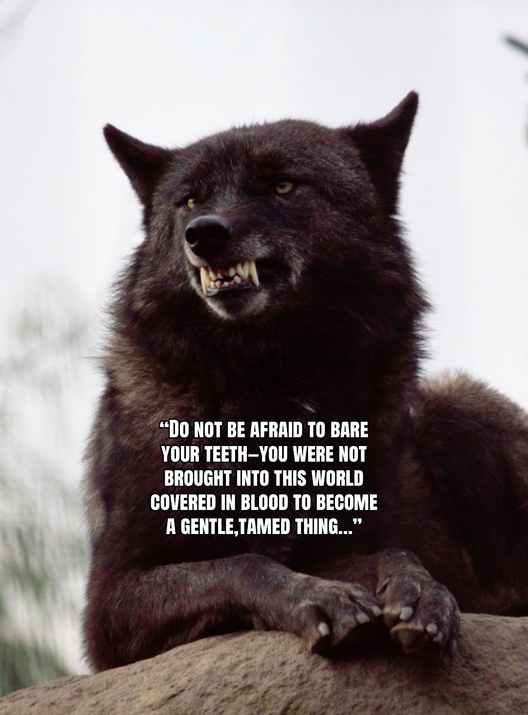 @🪬Conscious_LoneWolf🐺