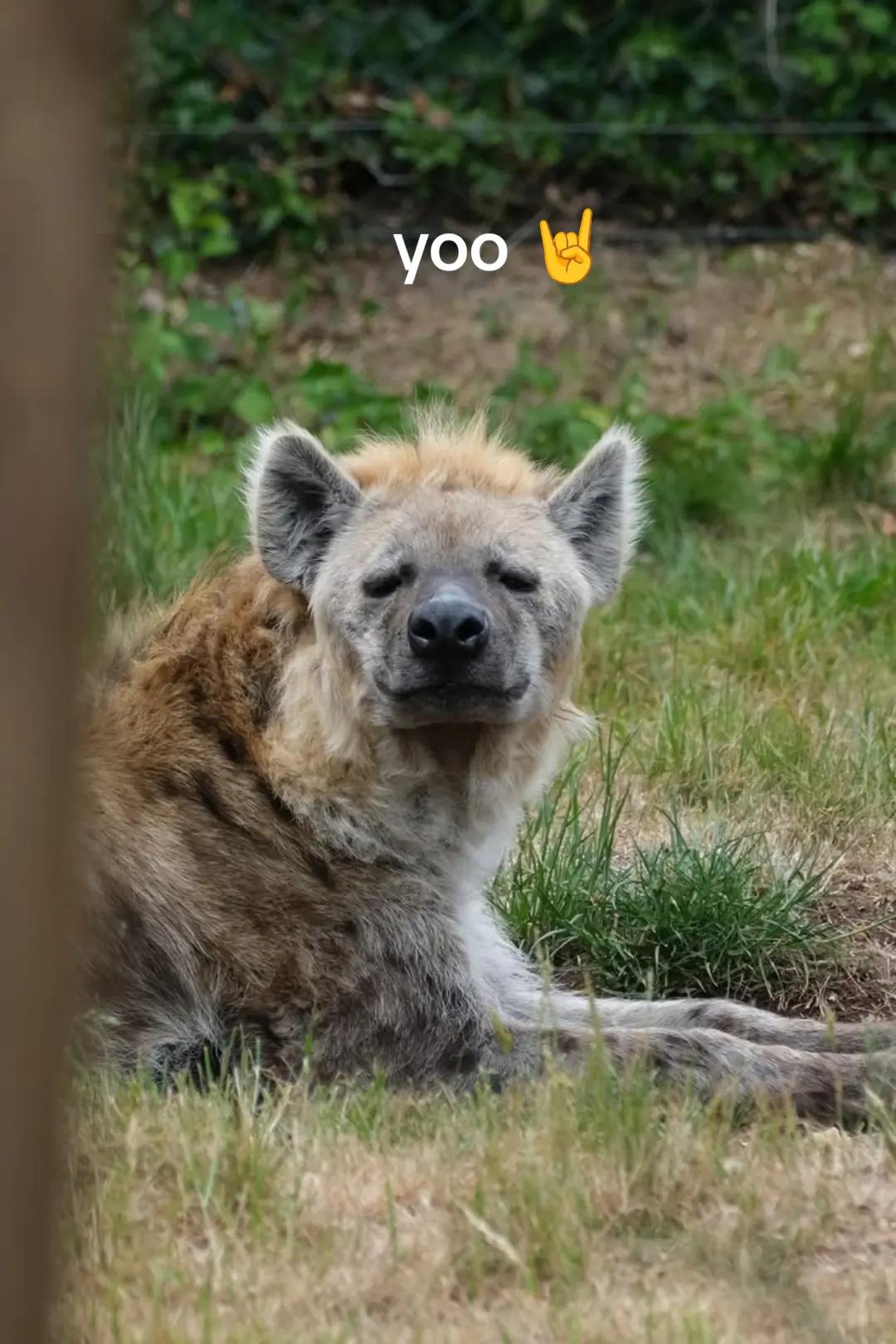 @AbrahamTheHyena🆒6️⃣9️⃣