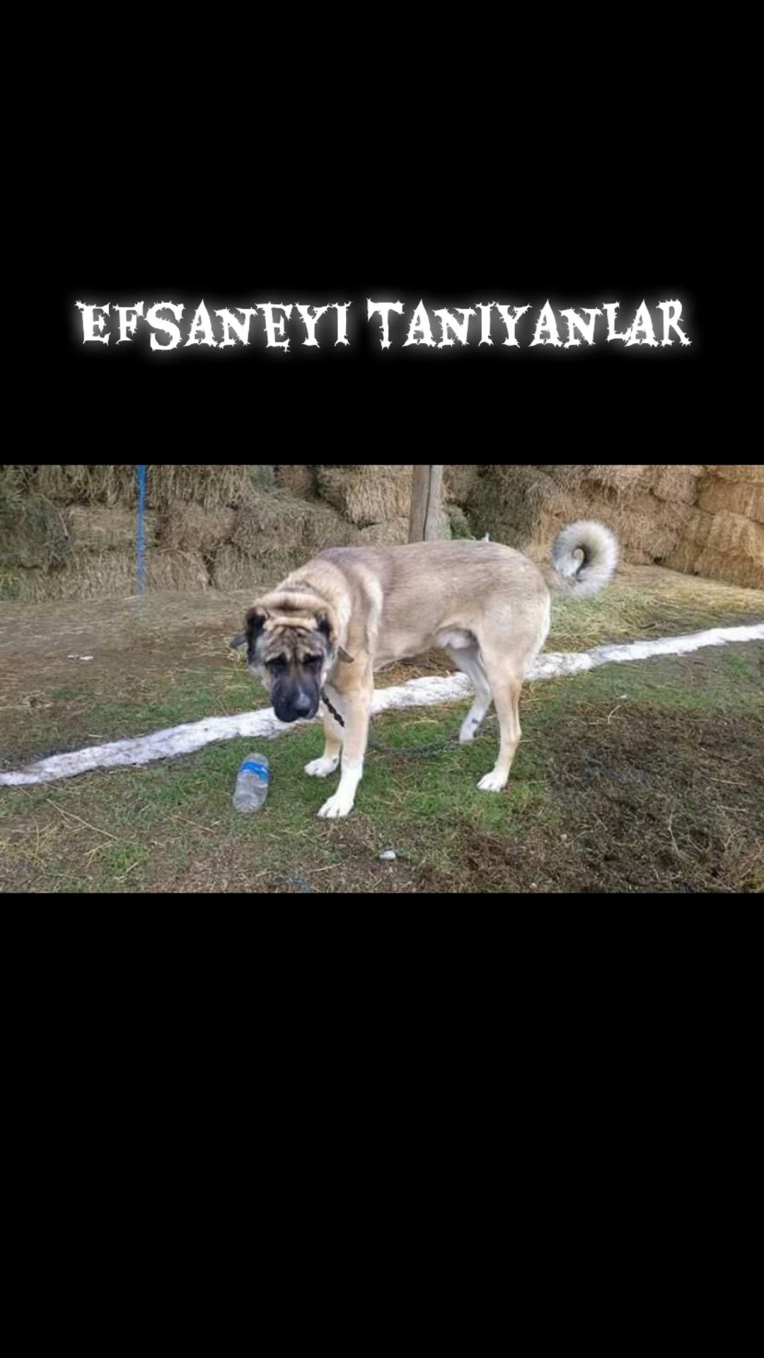 @Huseyin SOMEN36