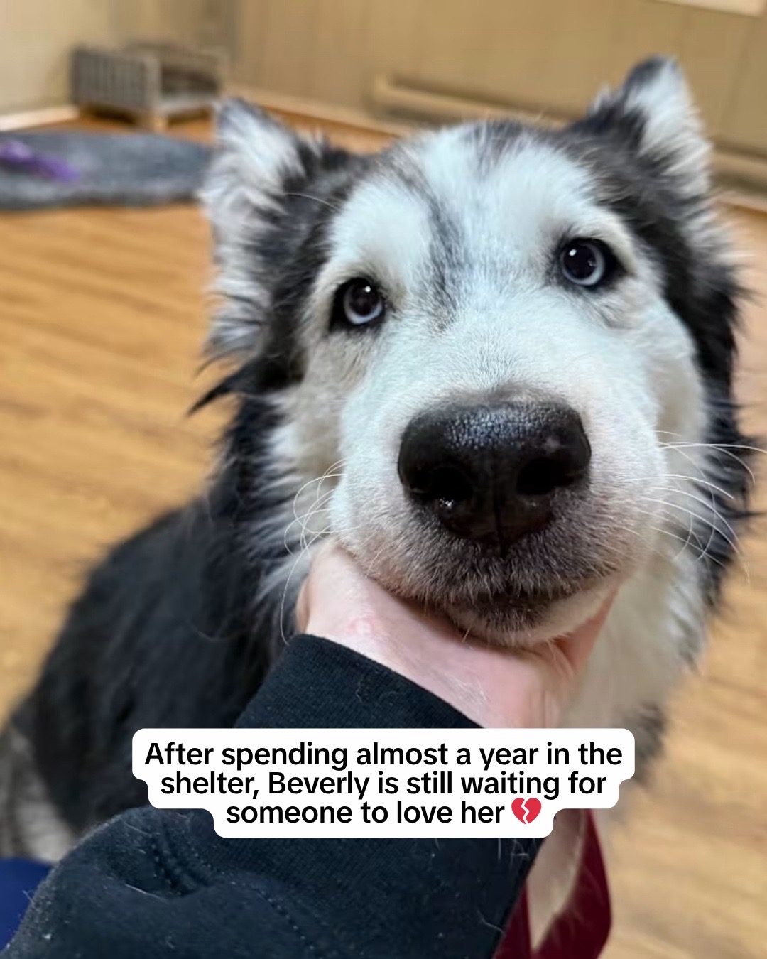 @Adopt a Pet