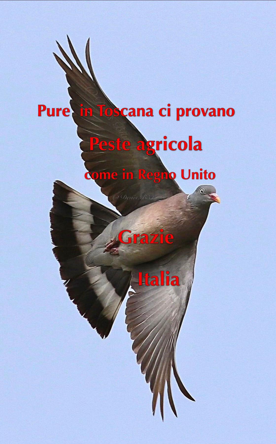 @Denis Bianchi