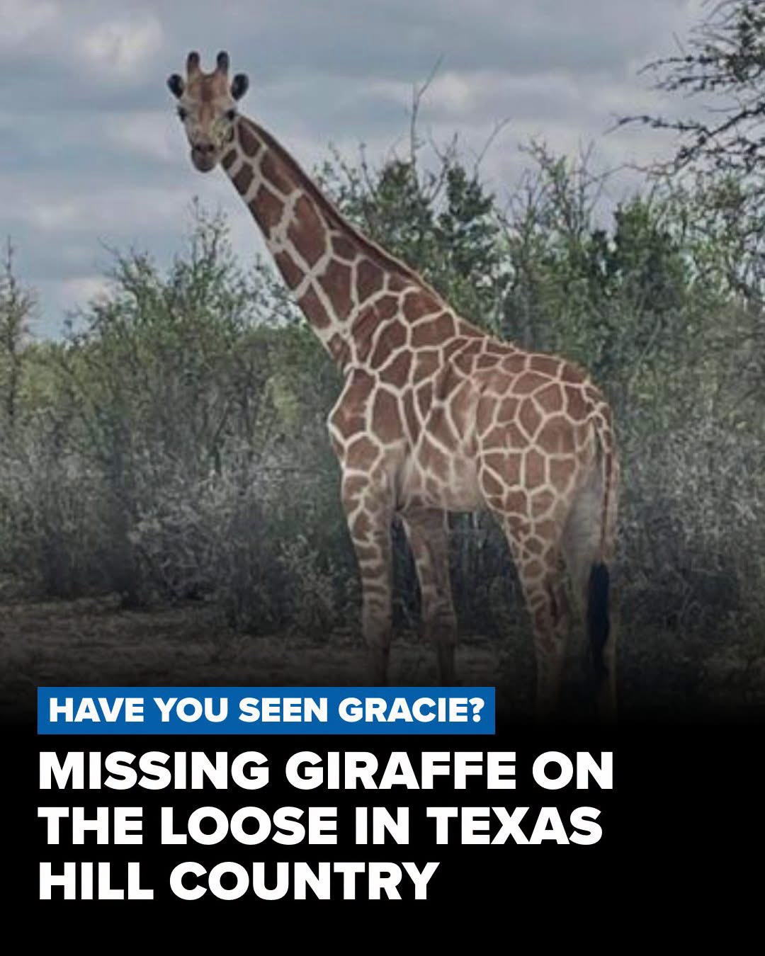 @AnimalWelfareGuy