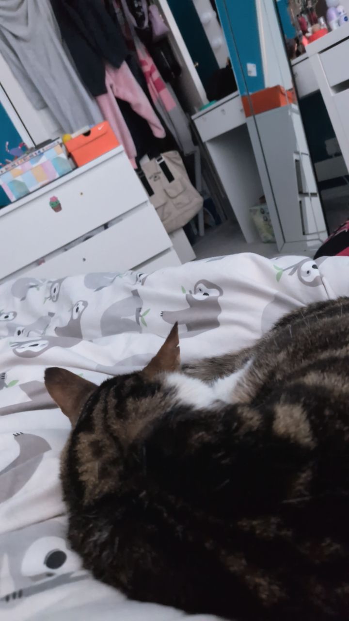 @Ella loves animals 🐢🦔🐱