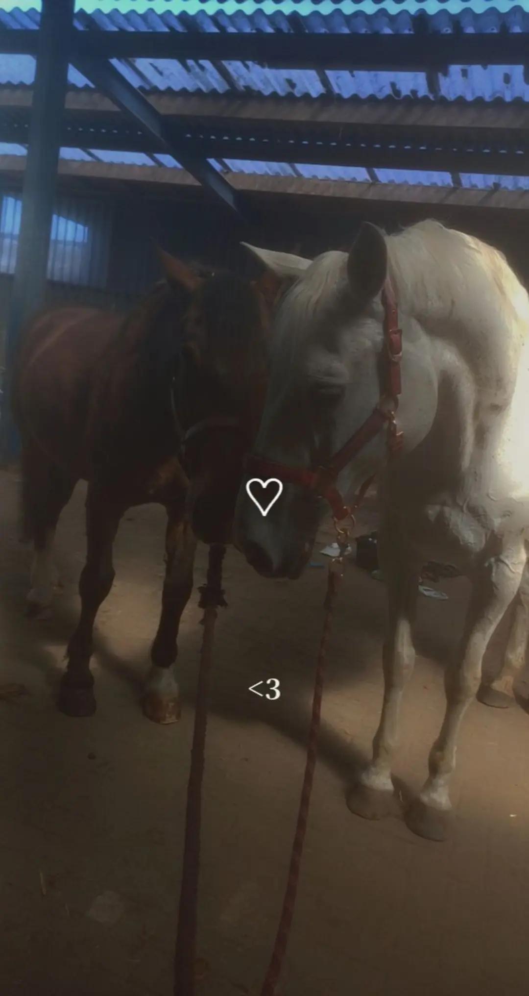 @equi_mandy