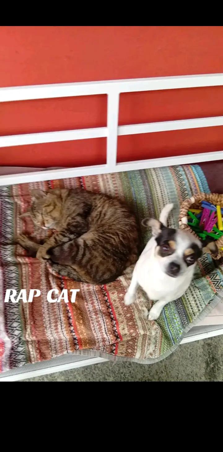 @RAP CAT