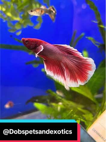 @Dobs Pets and Exotics