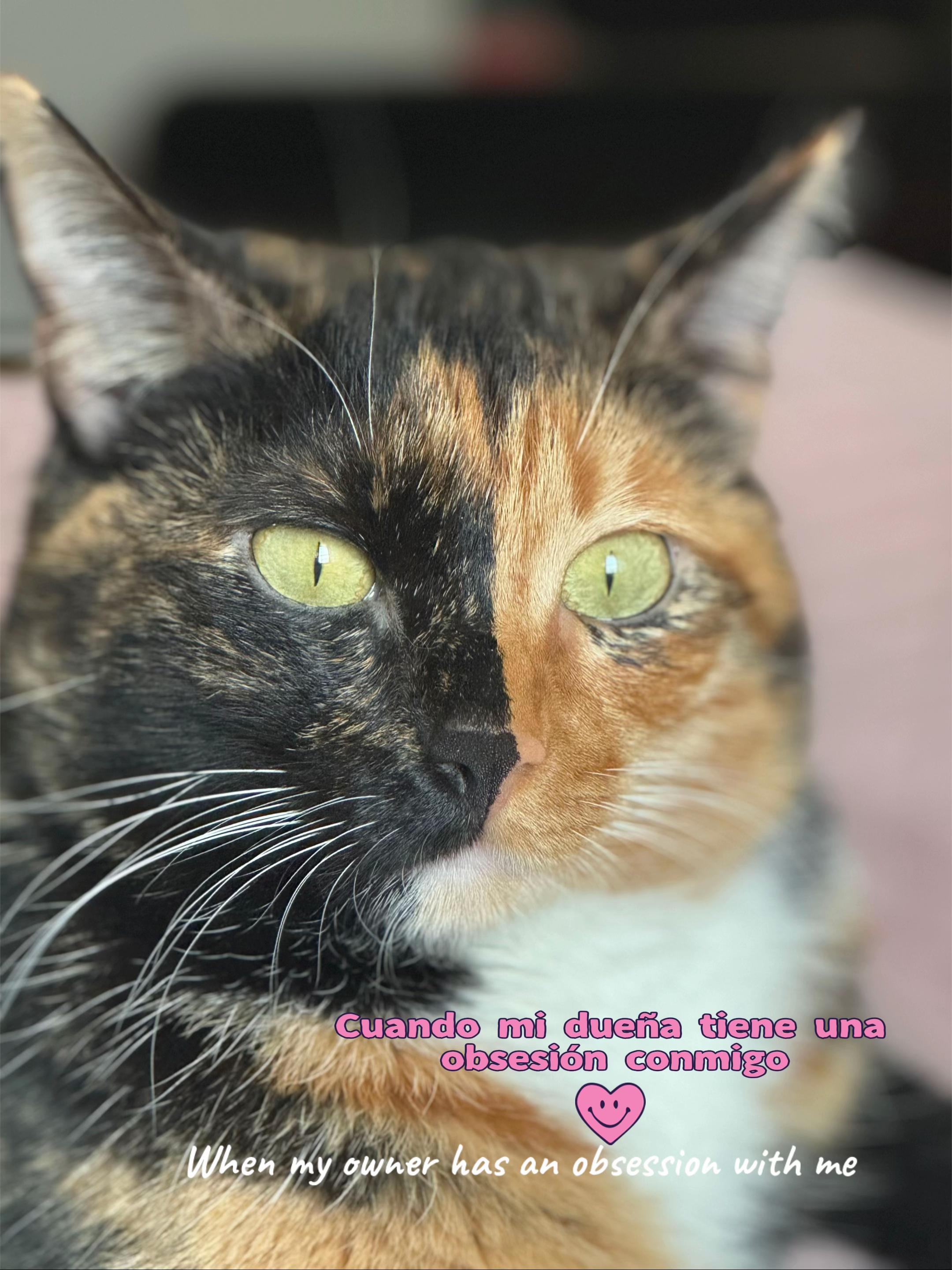 @kiki 🐈⬛