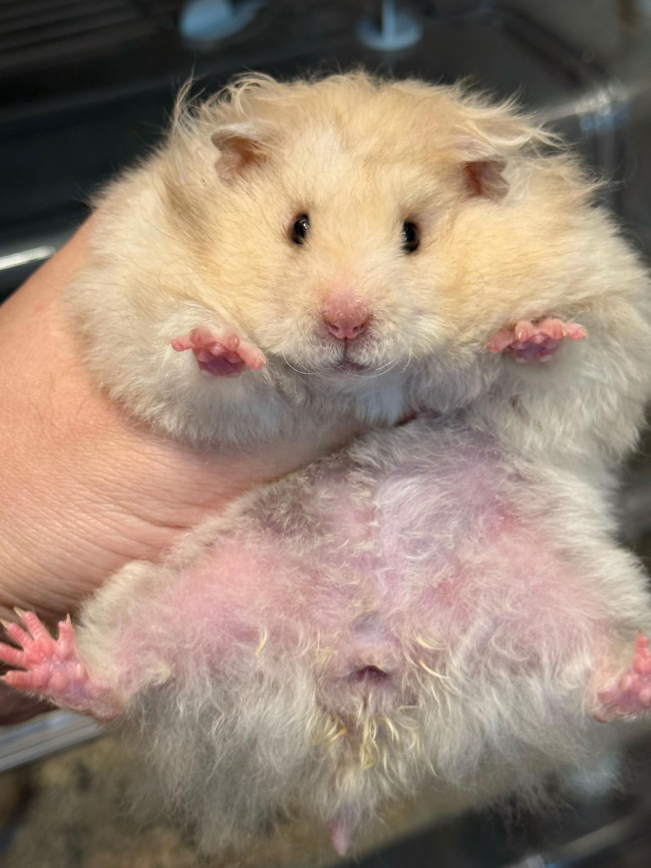 @Itsara Hamster
