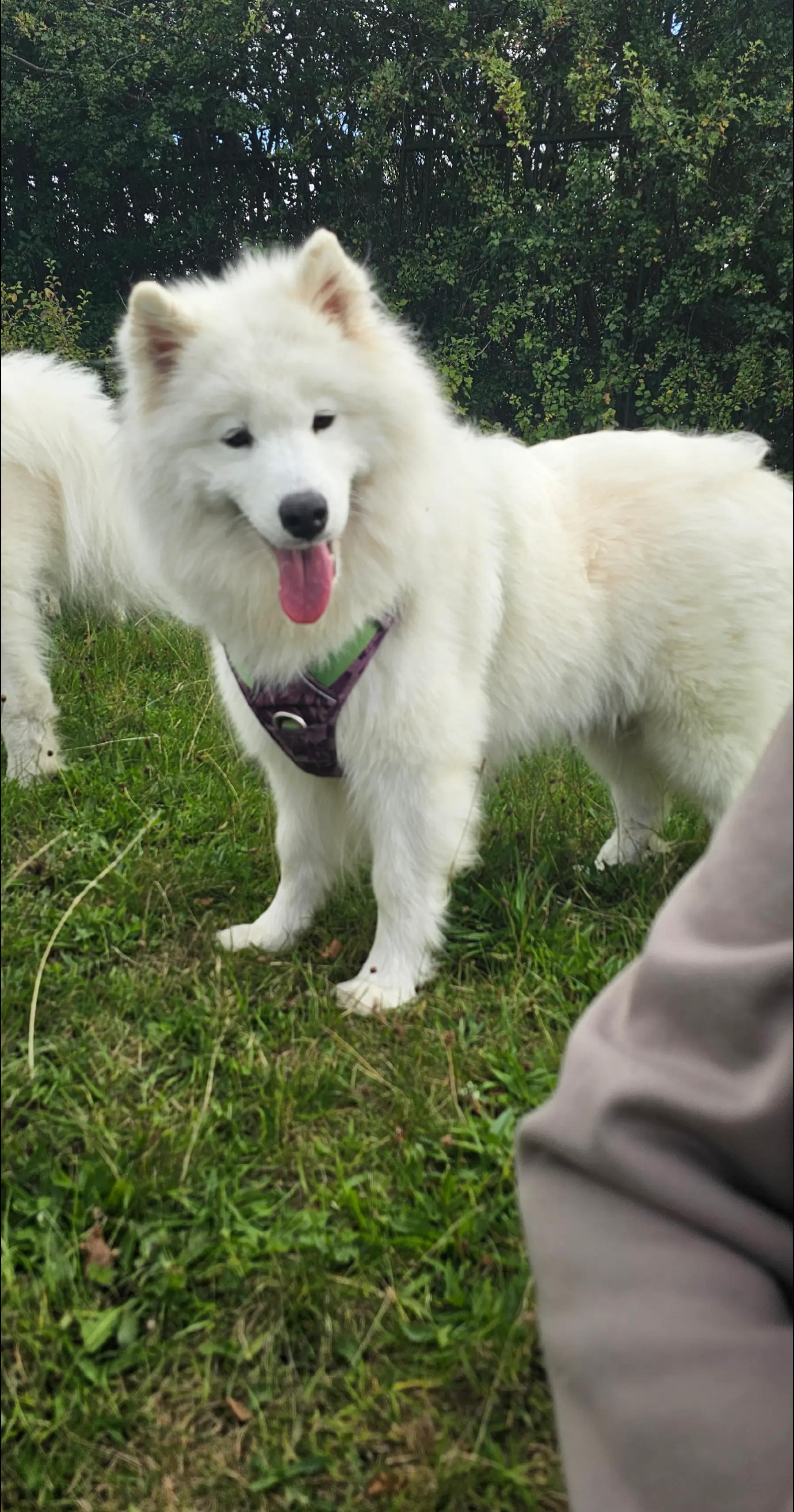 @Samojedowe🐶🇵🇱love🇬🇧 Żona