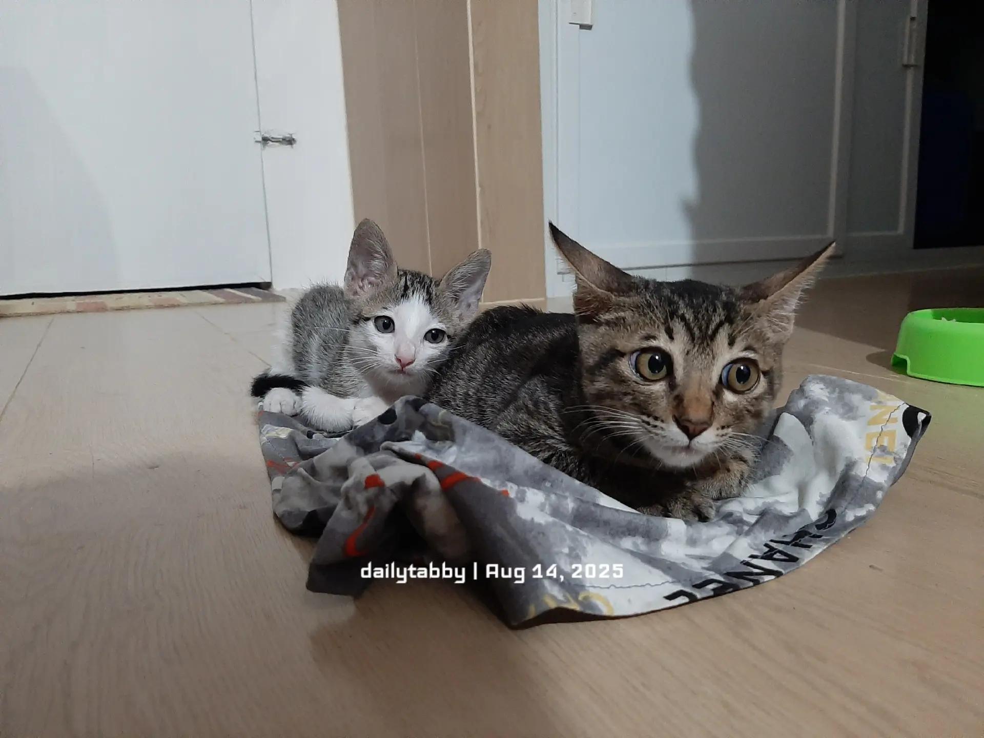 @nikka_mei | dailytabby